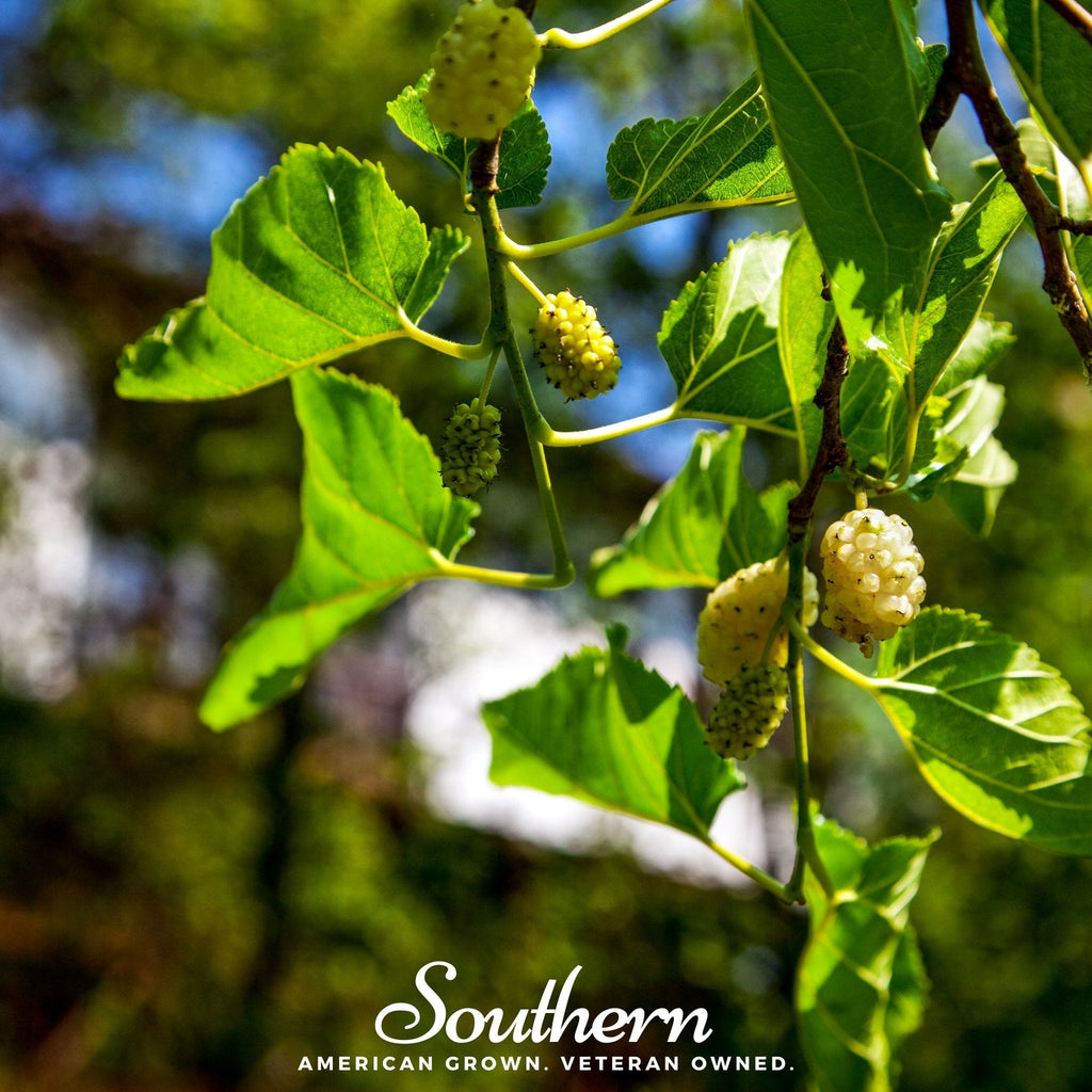 White Mulberry – 50 Seeds | | Wiccan Center