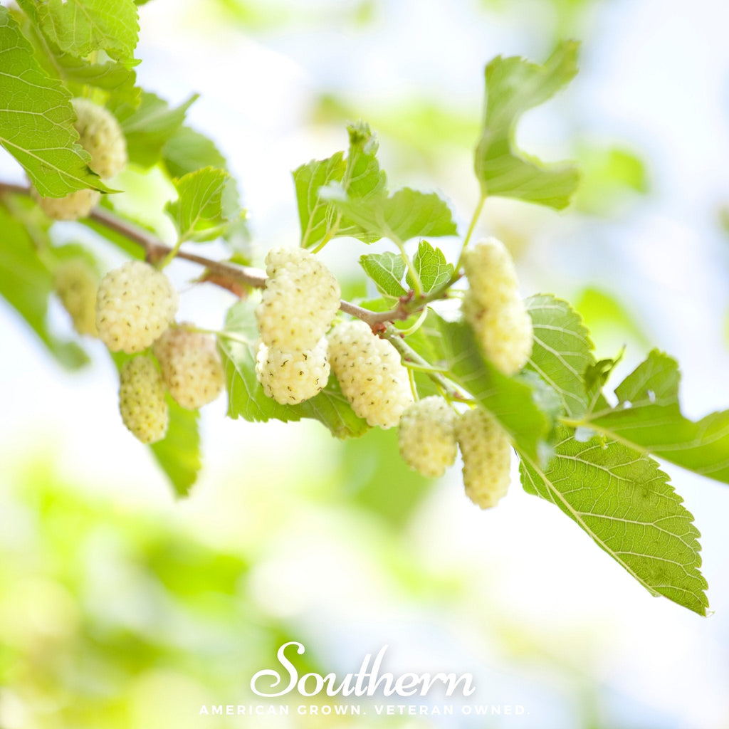 White Mulberry – 50 Seeds | | Wiccan Center