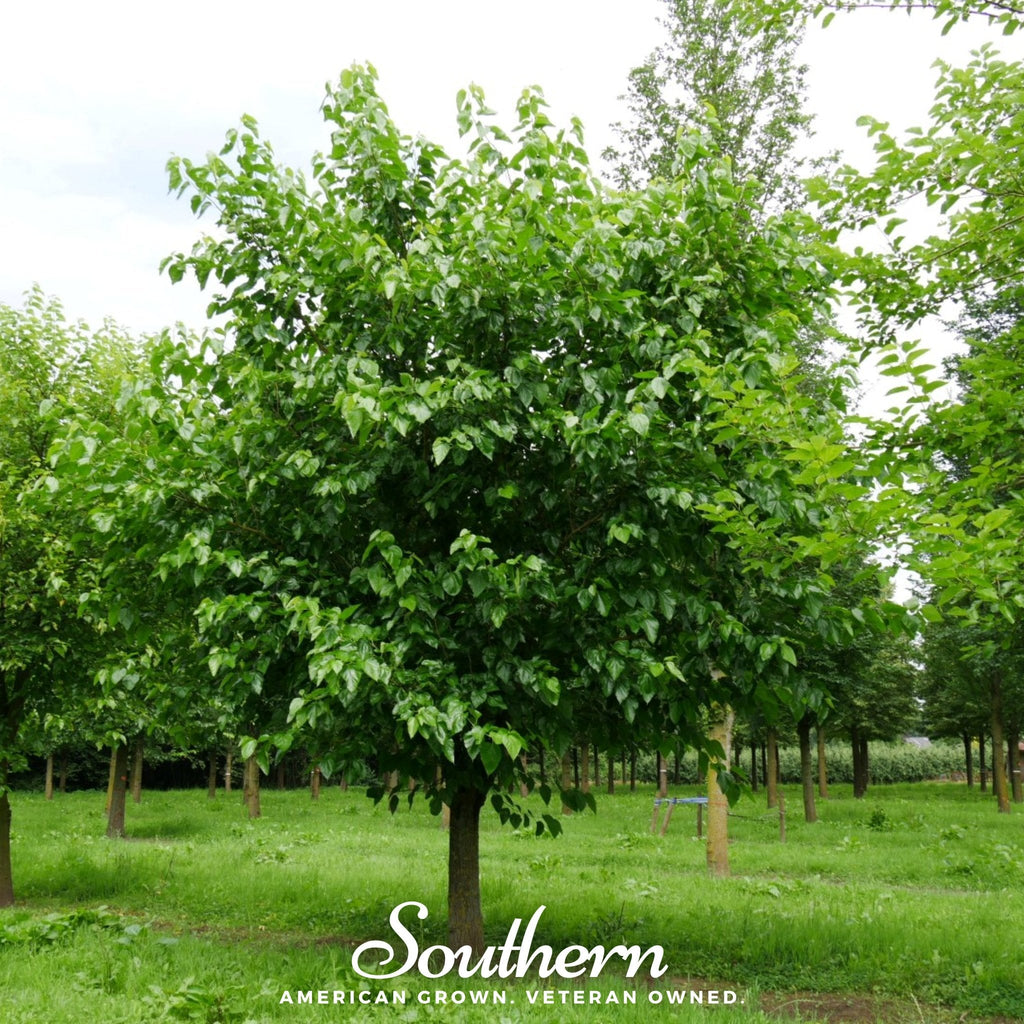 White Mulberry – 50 Seeds | | Wiccan Center