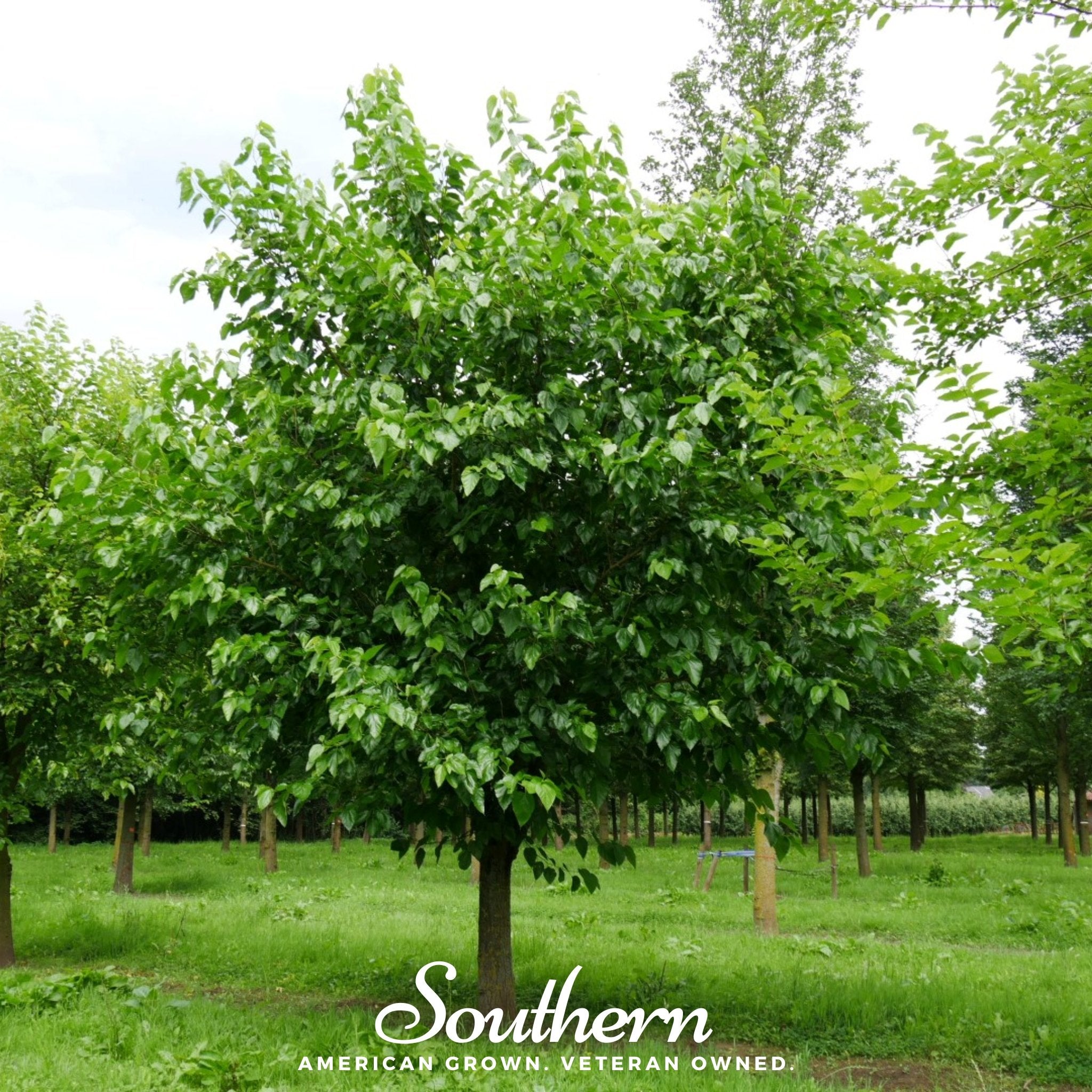 White Mulberry – 50 Seeds | | Wiccan Center