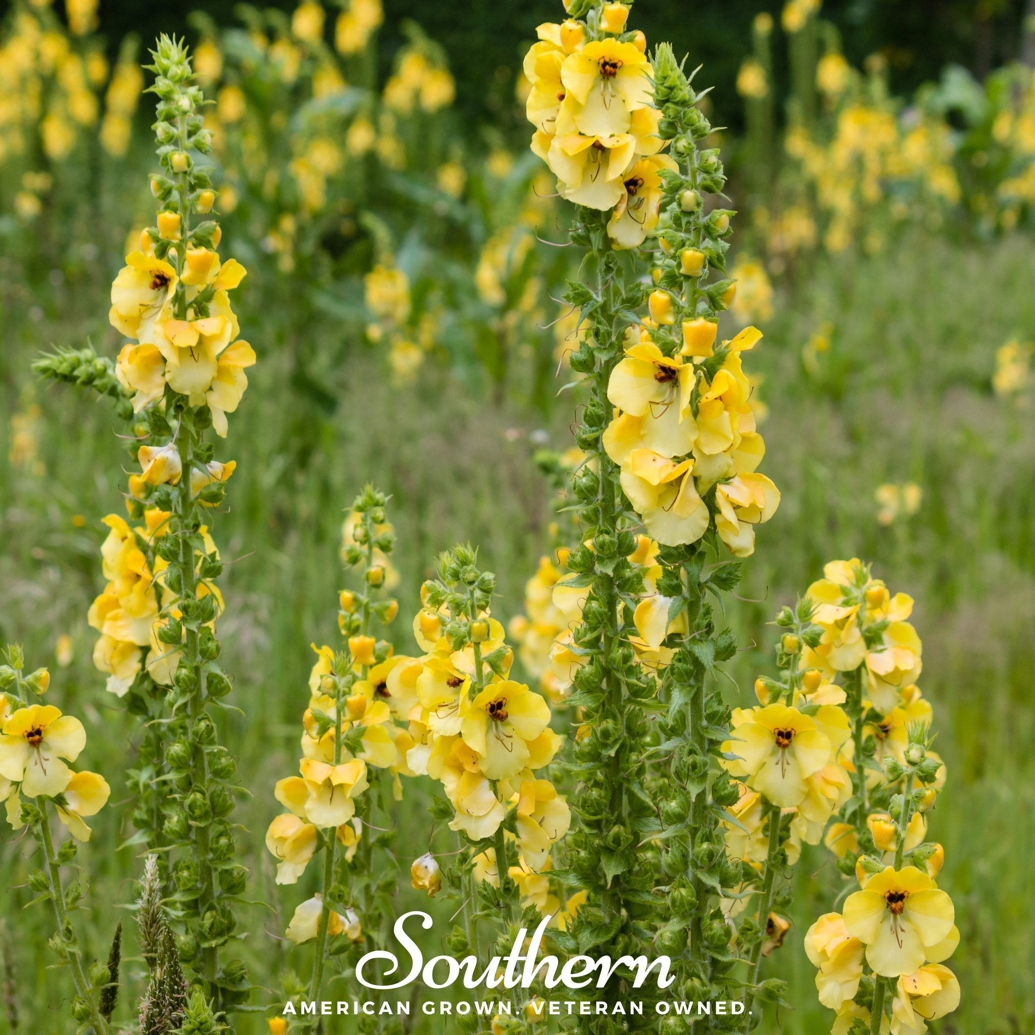Mullein – 200 Seeds | | Wiccan Center