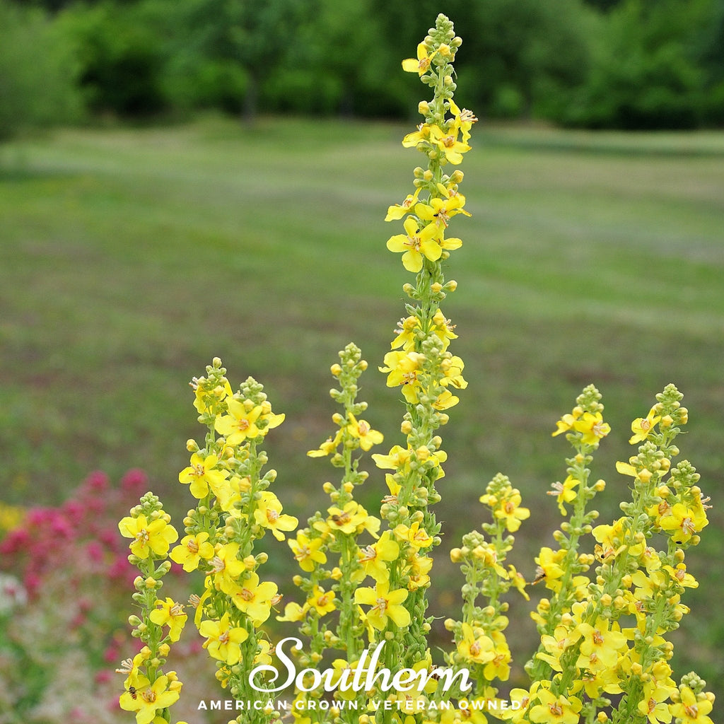 Mullein – 200 Seeds | | Wiccan Center