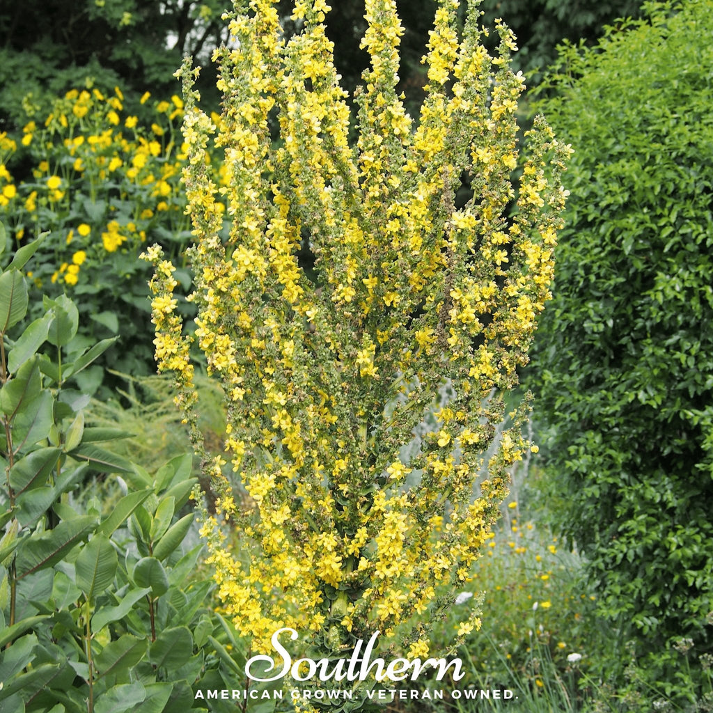 Greek Mullein – 100 Seeds | | Wiccan Center