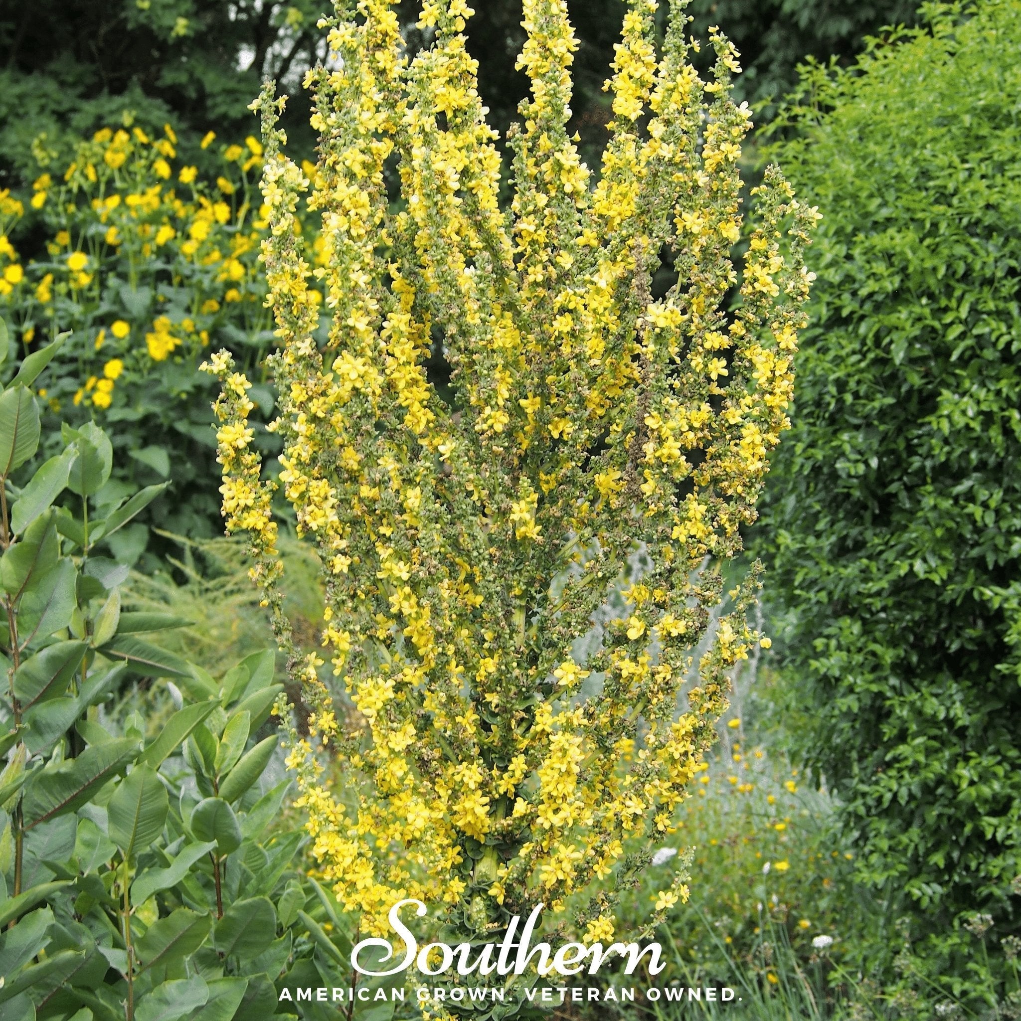 Greek Mullein – 100 Seeds | | Wiccan Center