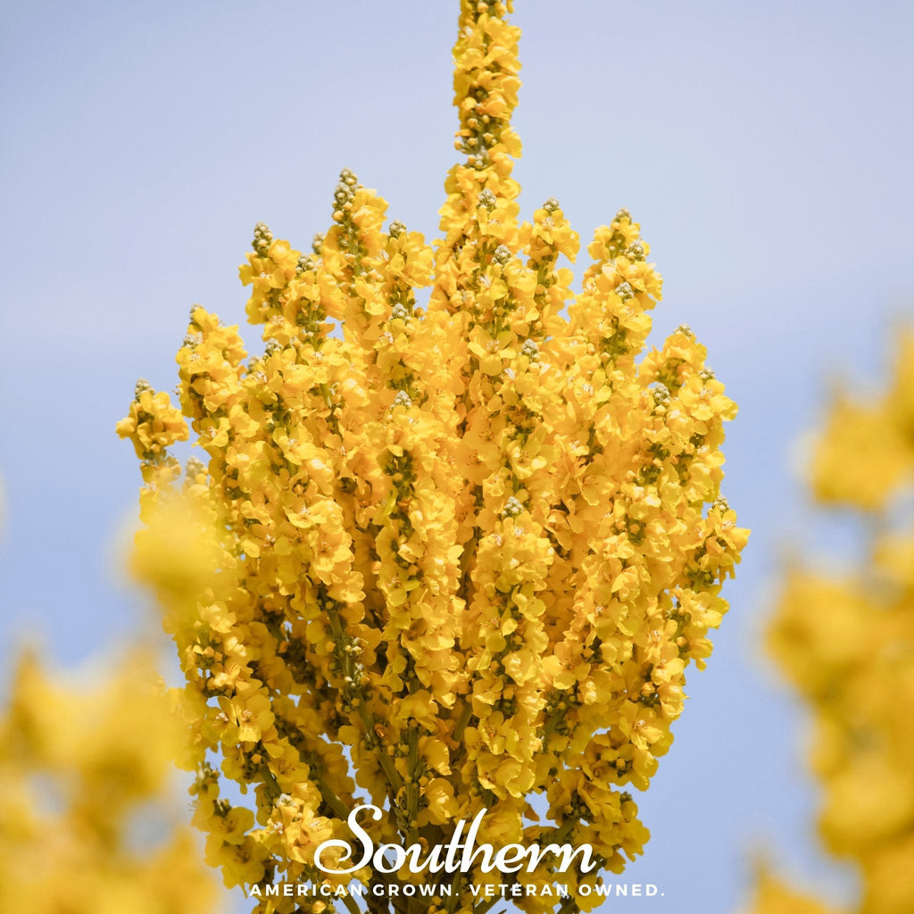 Greek Mullein – 100 Seeds | | Wiccan Center