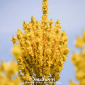 Greek Mullein – 100 Seeds | | Wiccan Center
