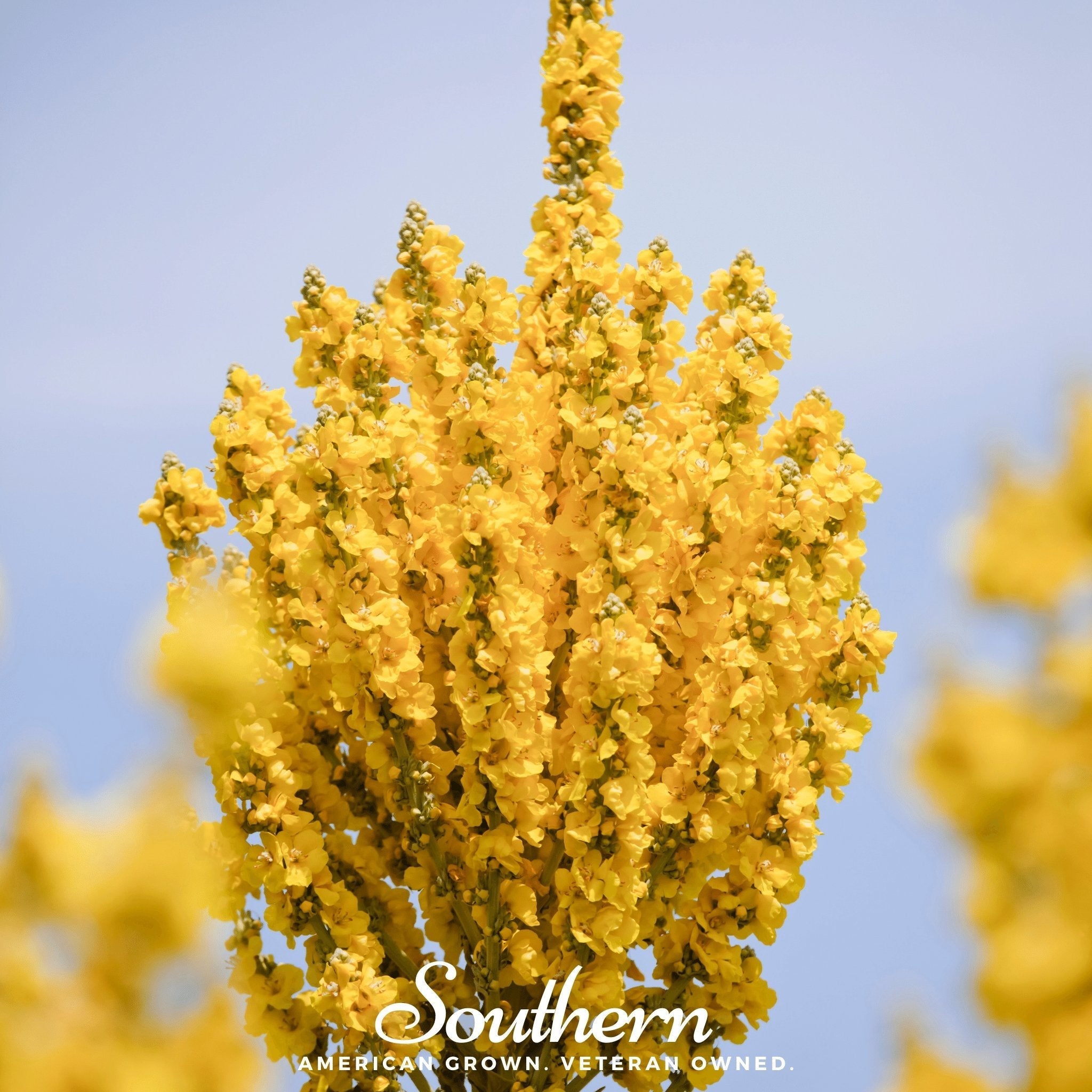 Greek Mullein – 100 Seeds | | Wiccan Center