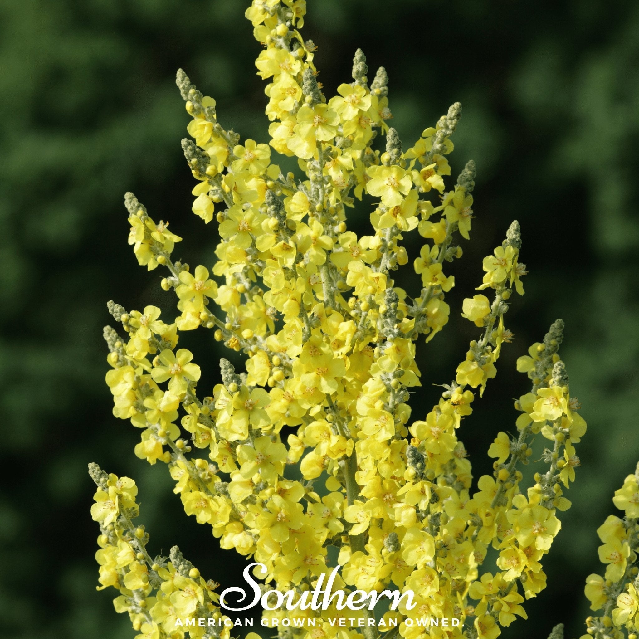 Greek Mullein – 100 Seeds | | Wiccan Center