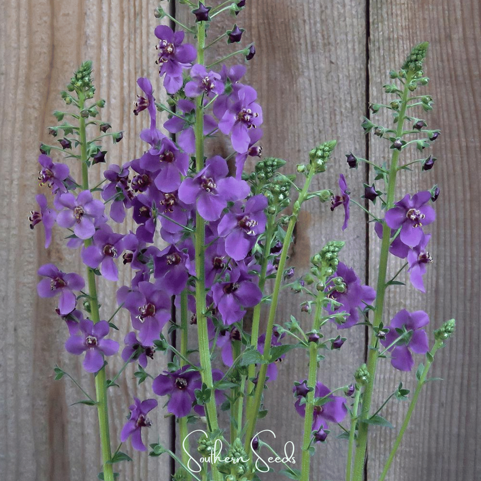 Purple Mullein – 50 Seeds | Seeds | Wiccan Center