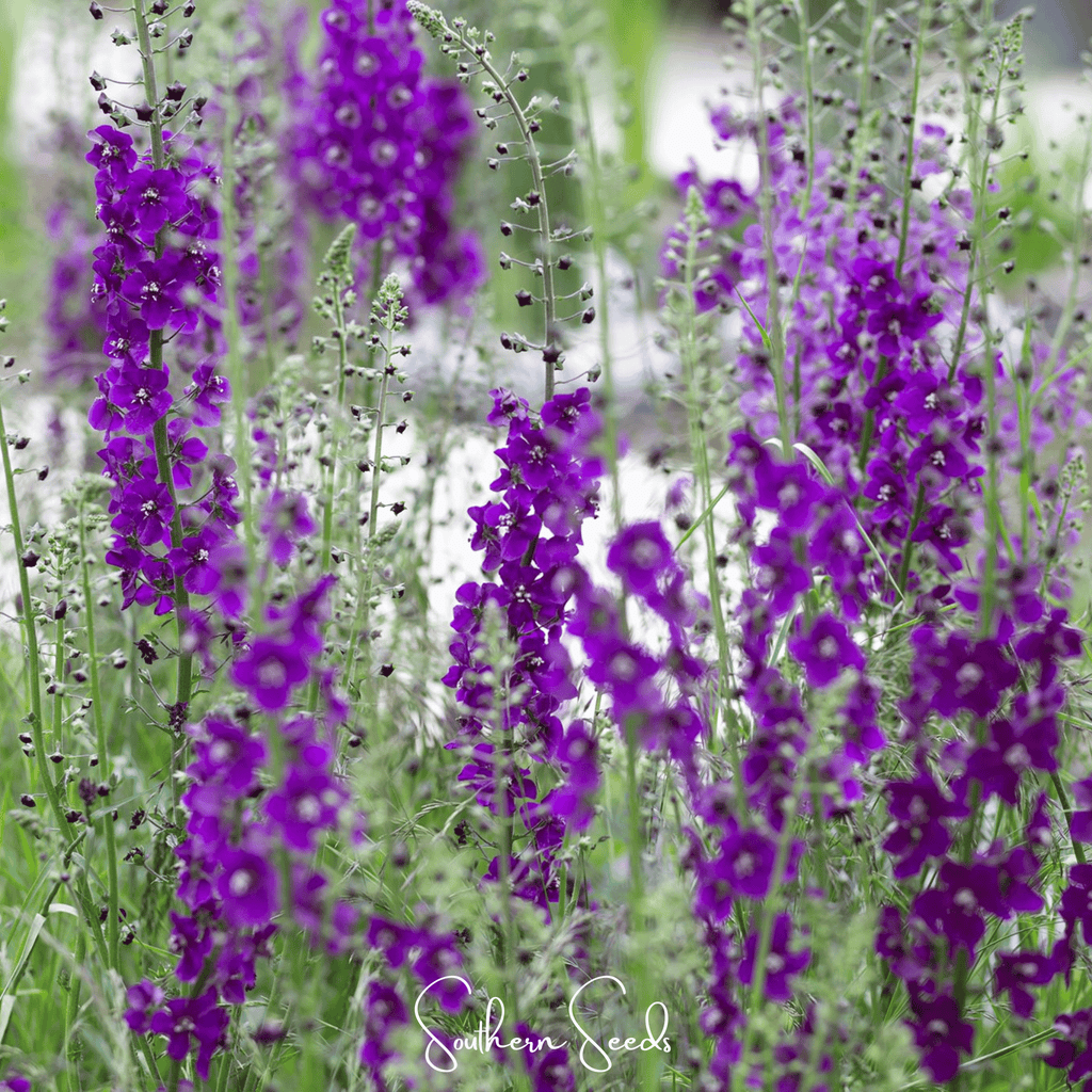 Purple Mullein – 50 Seeds | Seeds | Wiccan Center