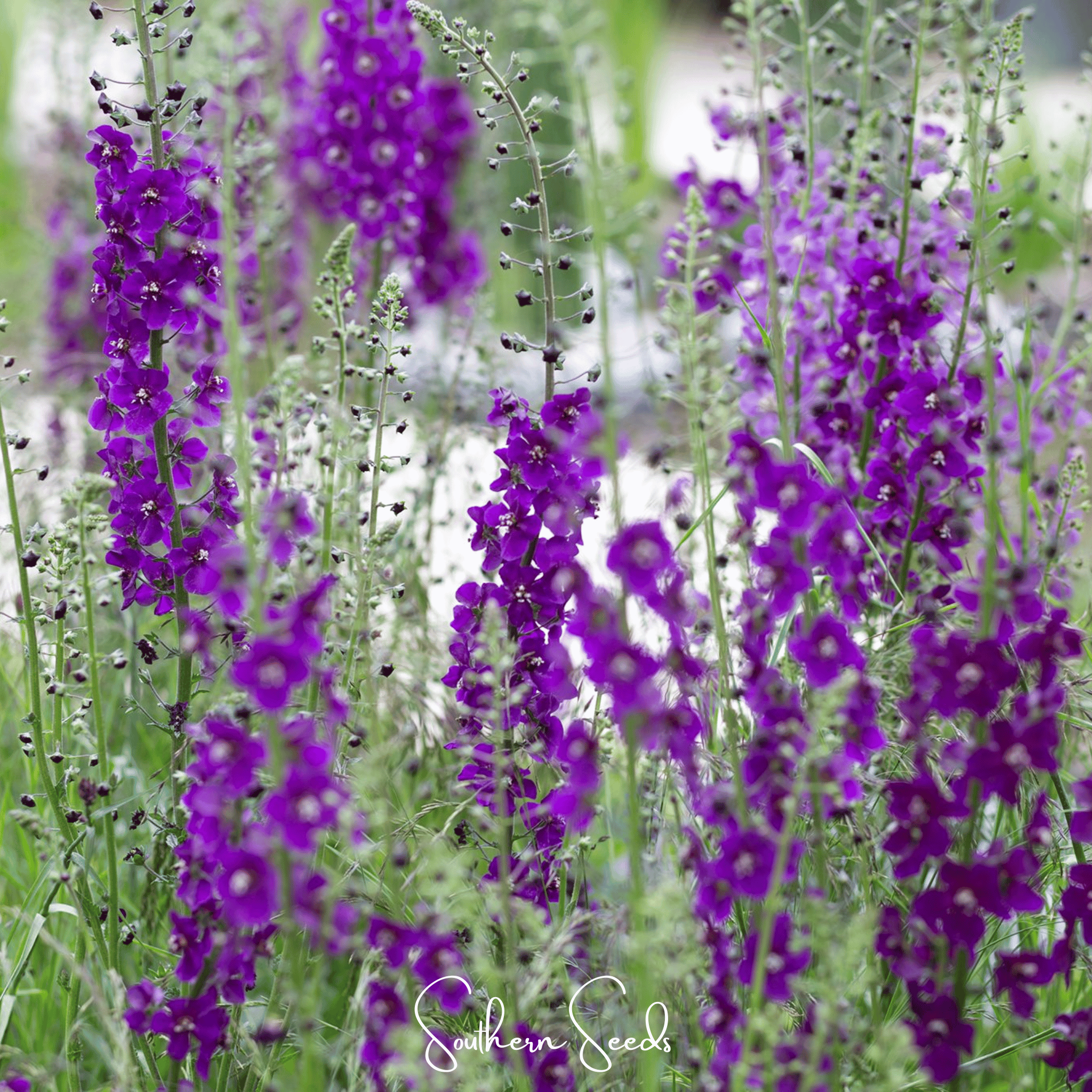 Purple Mullein – 50 Seeds | Seeds | Wiccan Center