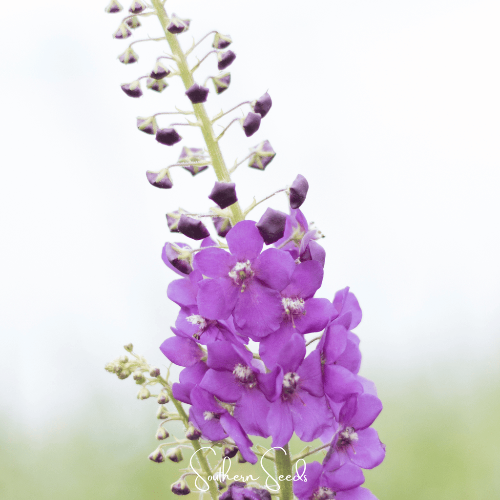 Purple Mullein – 50 Seeds | Seeds | Wiccan Center