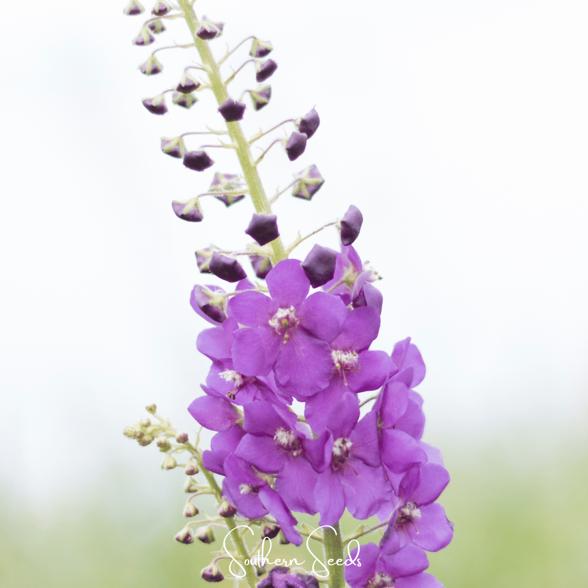 Purple Mullein – 50 Seeds | Seeds | Wiccan Center