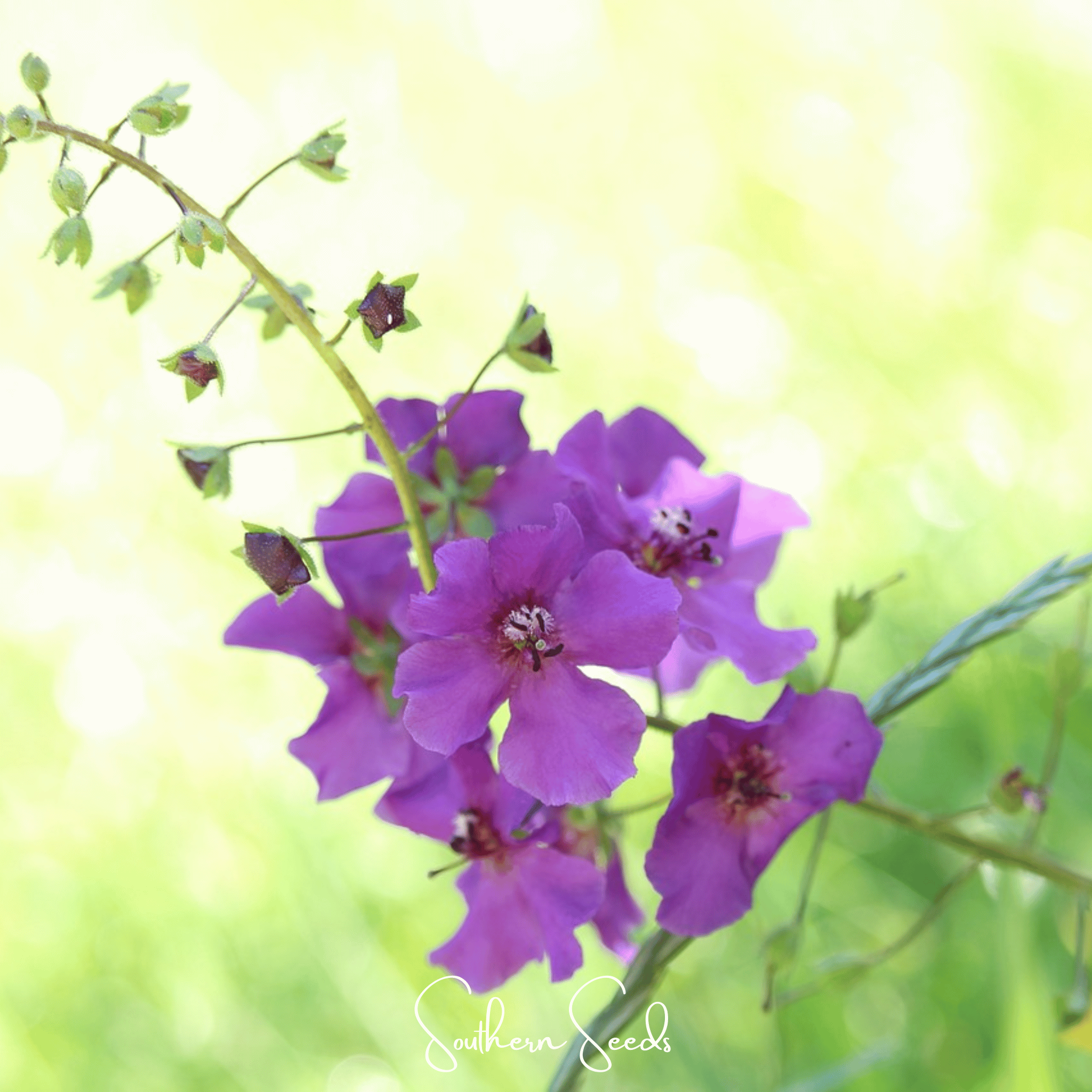 Purple Mullein – 50 Seeds | Seeds | Wiccan Center