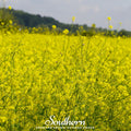 Black Mustard – 500 Seeds | | Wiccan Center