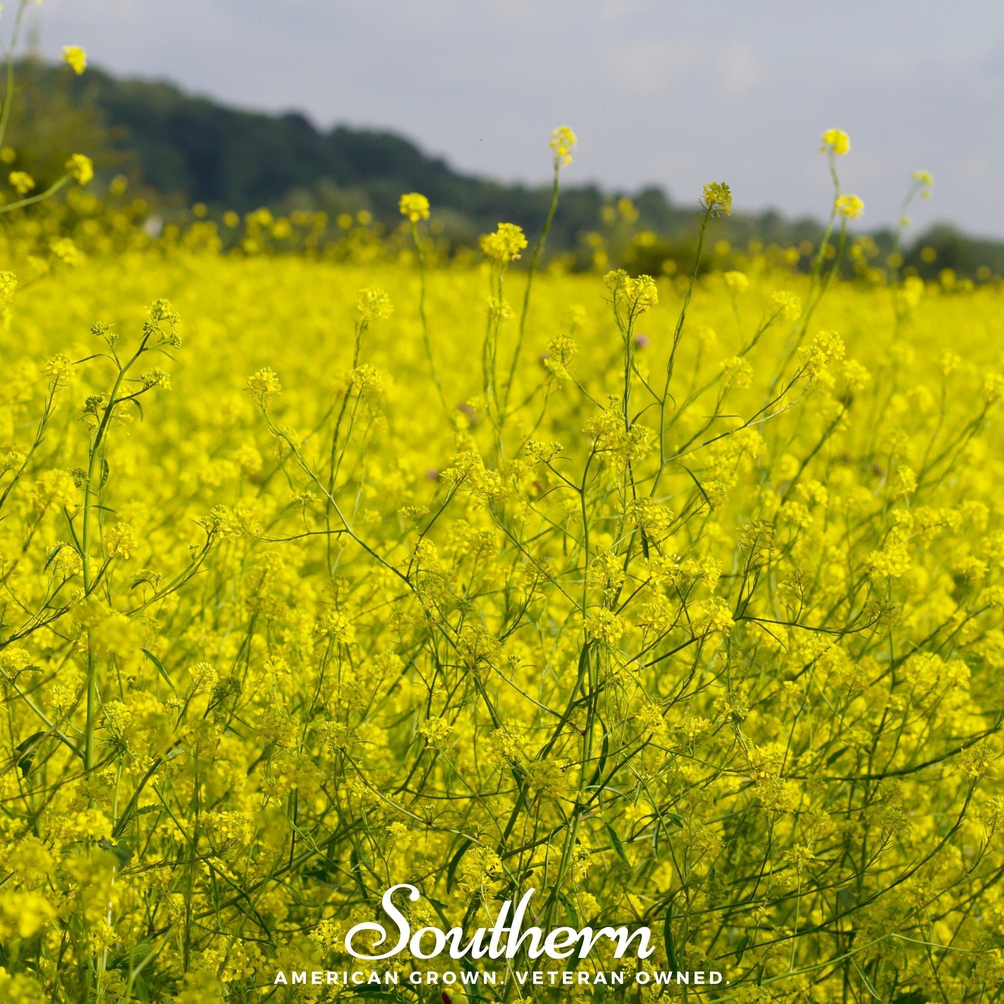Black Mustard – 500 Seeds | | Wiccan Center