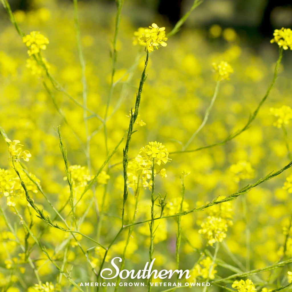 Black Mustard – 500 Seeds | | Wiccan Center