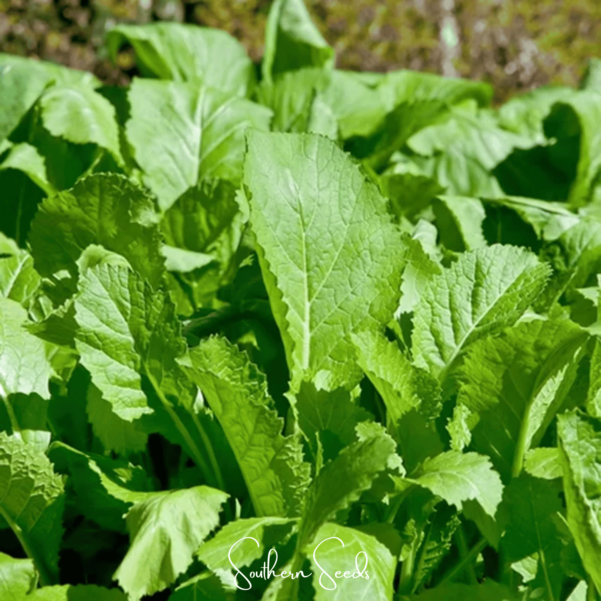 Florida Broadleaf Mustard – 250 Seeds | Seeds | Wiccan Center