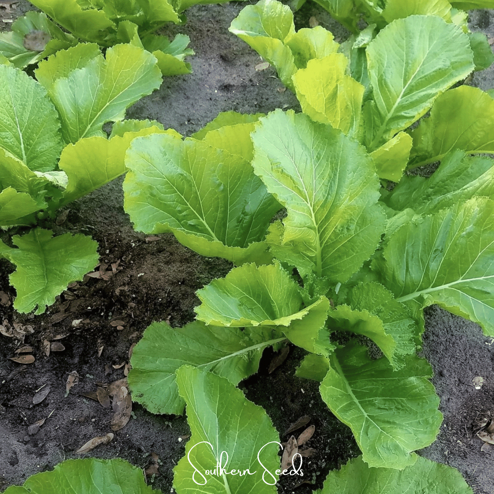 Florida Broadleaf Mustard – 250 Seeds | Seeds | Wiccan Center