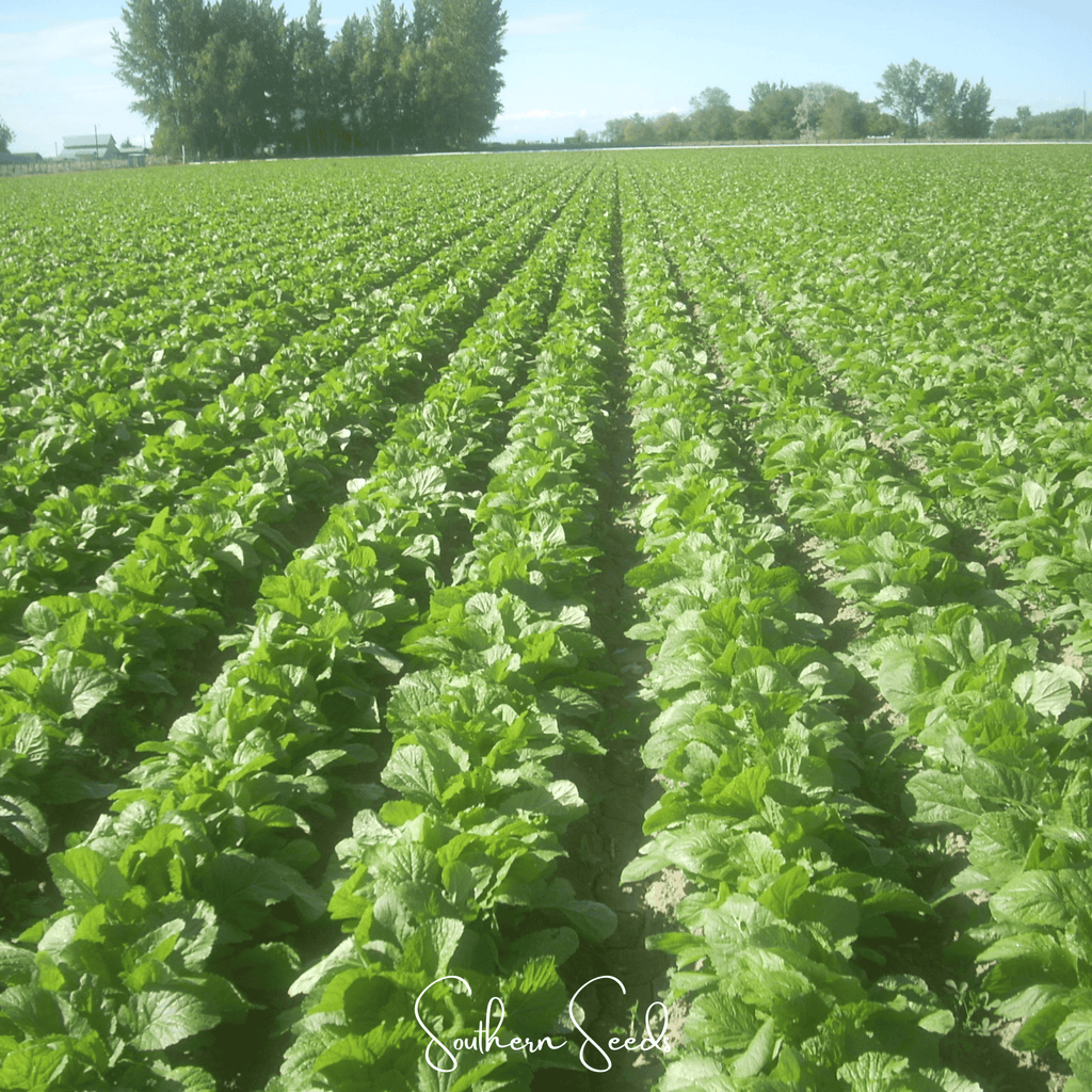 Florida Broadleaf Mustard – 250 Seeds | Seeds | Wiccan Center