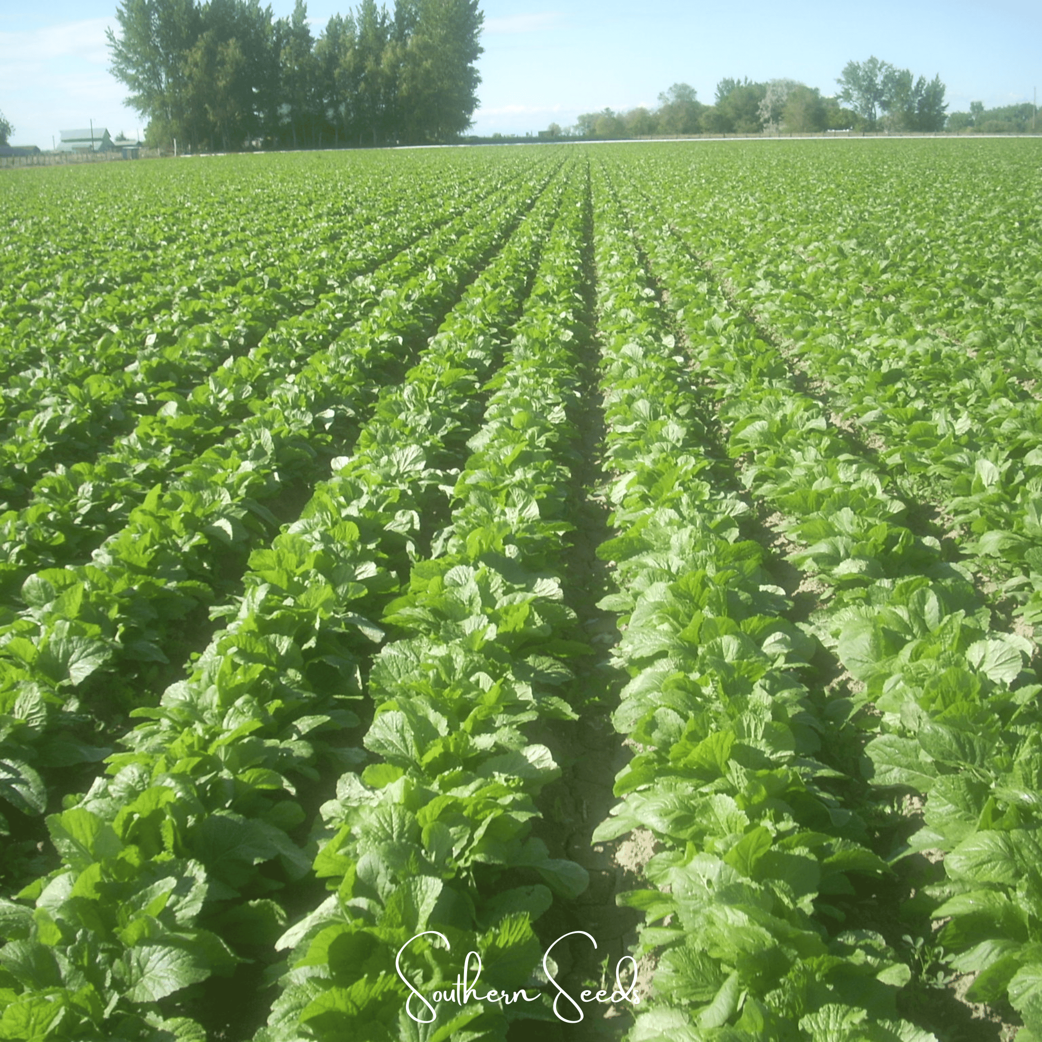Florida Broadleaf Mustard – 250 Seeds | Seeds | Wiccan Center