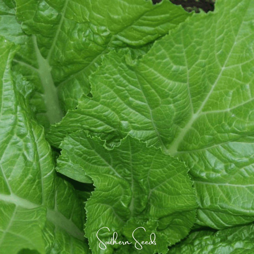 Florida Broadleaf Mustard – 250 Seeds | Seeds | Wiccan Center