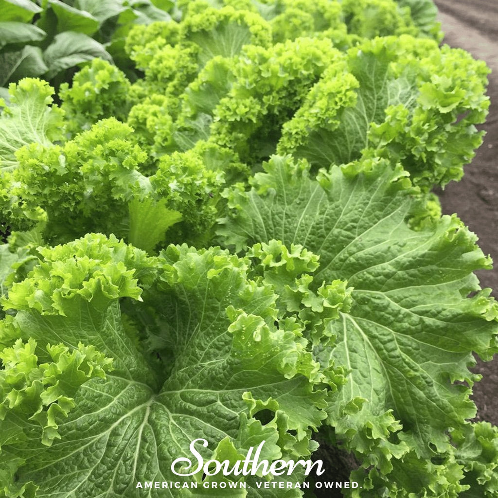 Southern Giant Mustard – 250 Seeds | Seeds | Wiccan Center