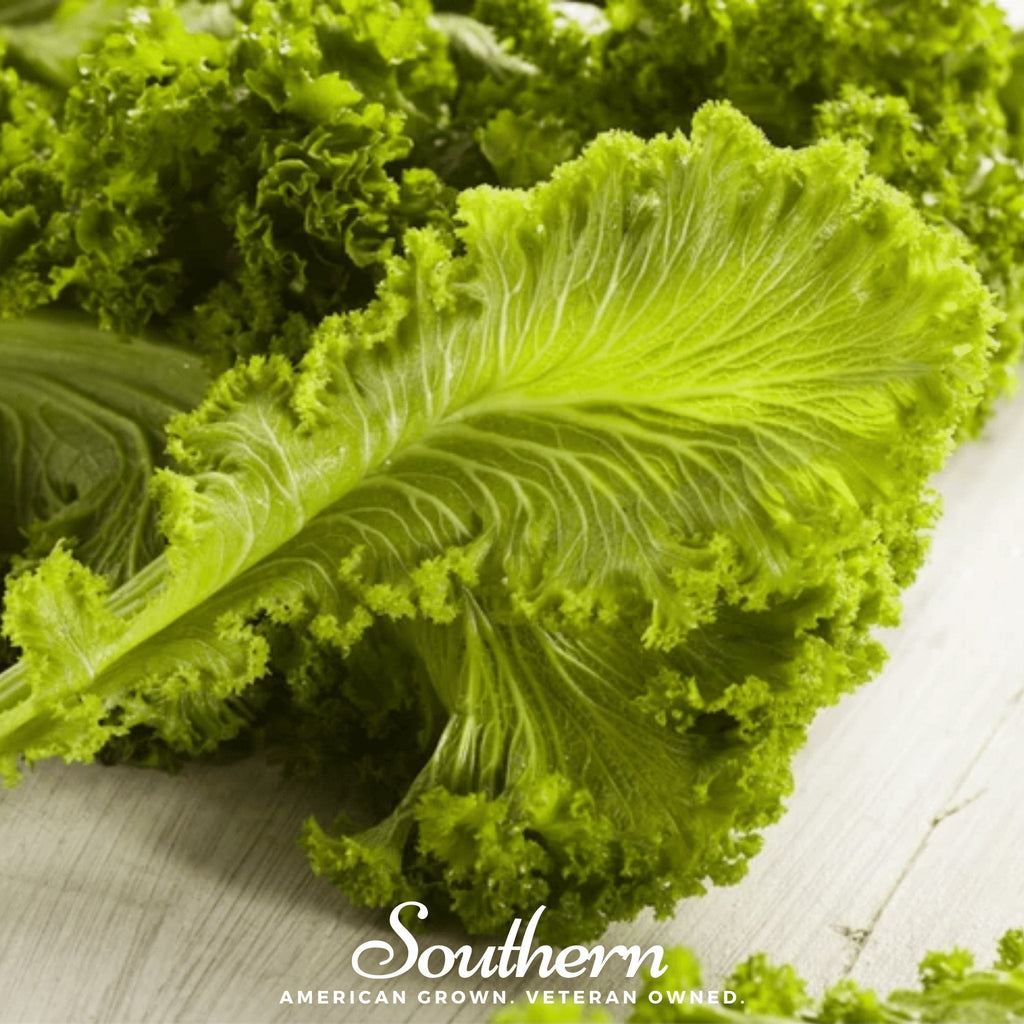 Southern Giant Mustard – 250 Seeds | Seeds | Wiccan Center