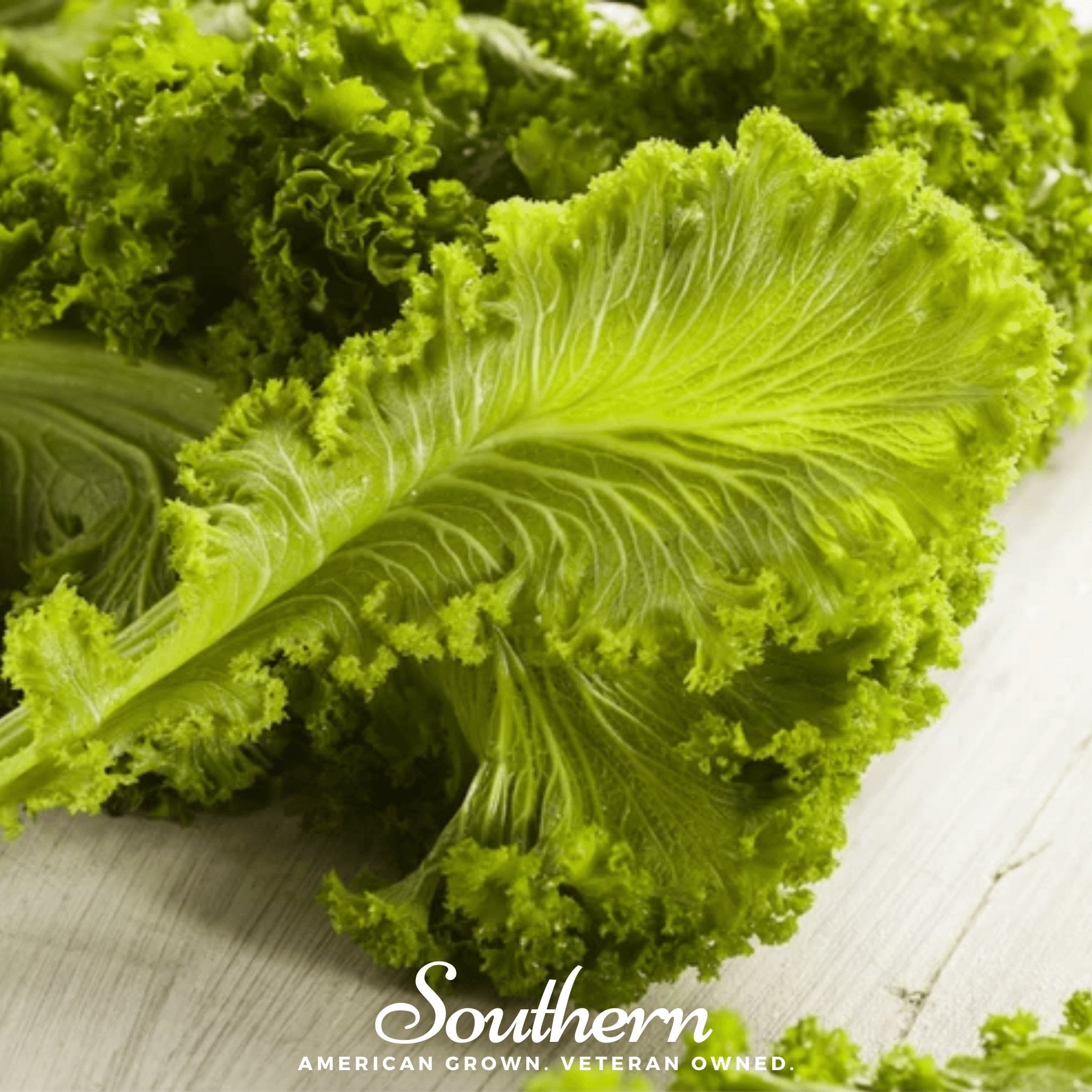 Southern Giant Mustard – 250 Seeds | Seeds | Wiccan Center