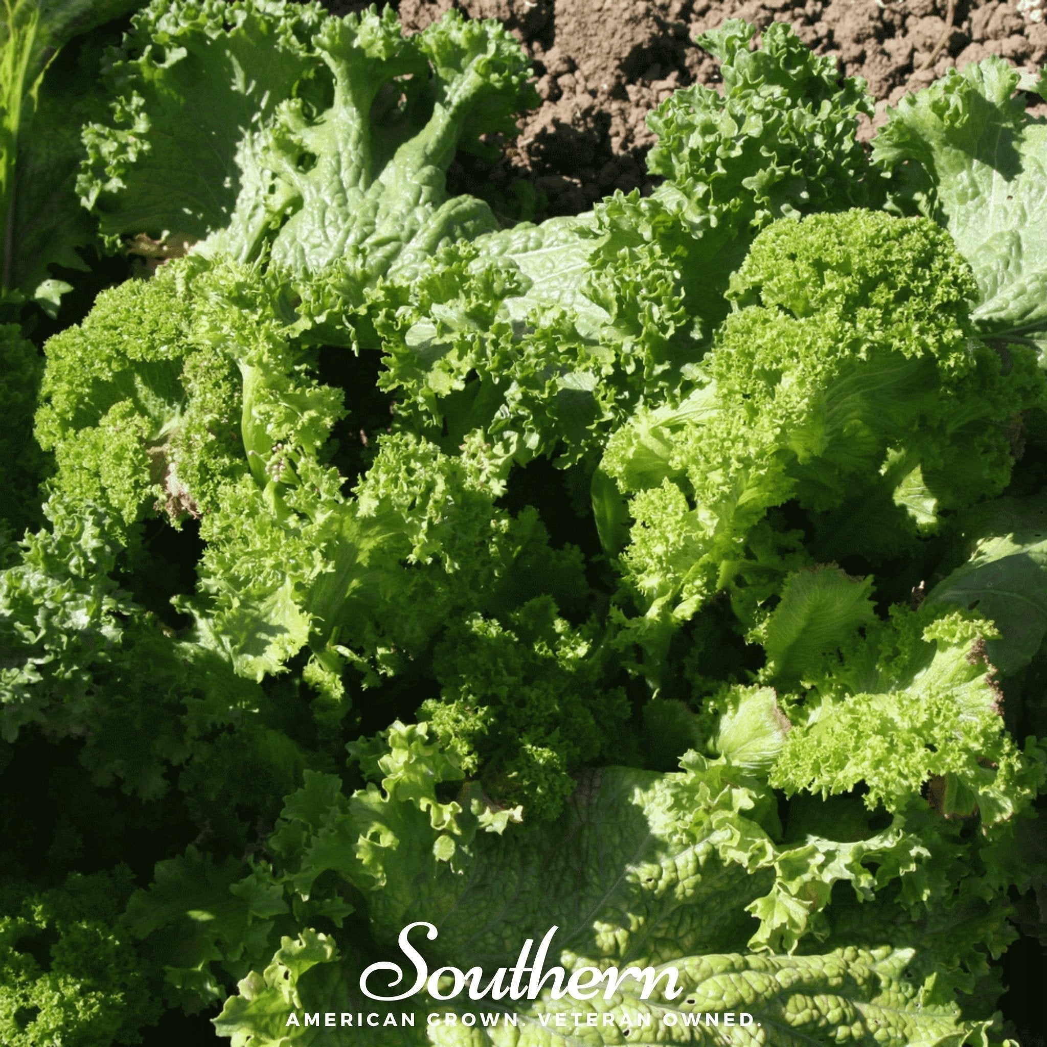 Southern Giant Mustard – 250 Seeds | Seeds | Wiccan Center