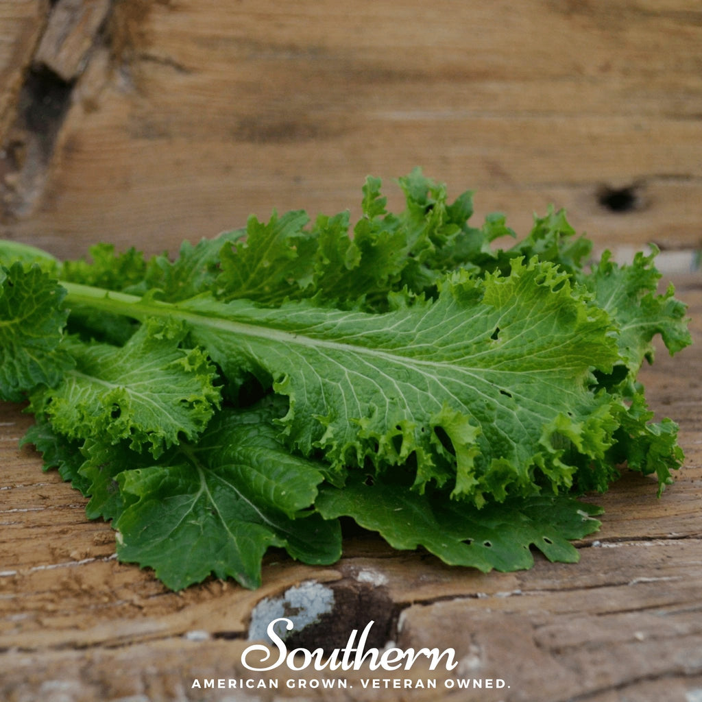 Southern Giant Mustard – 250 Seeds | Seeds | Wiccan Center