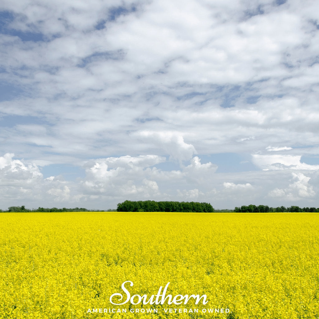 Yellow Mustard – 200 Seeds | | Wiccan Center