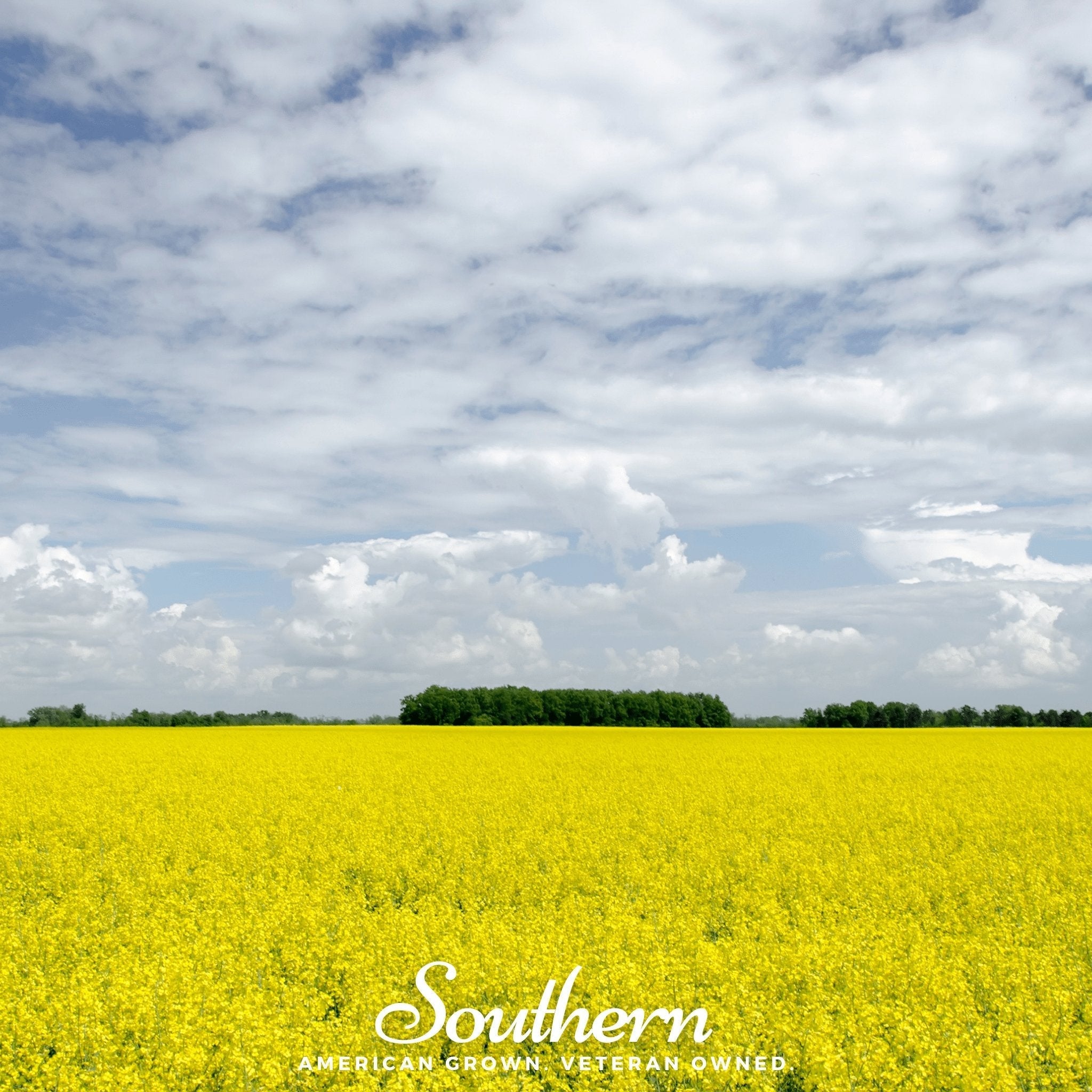 Yellow Mustard – 200 Seeds | | Wiccan Center