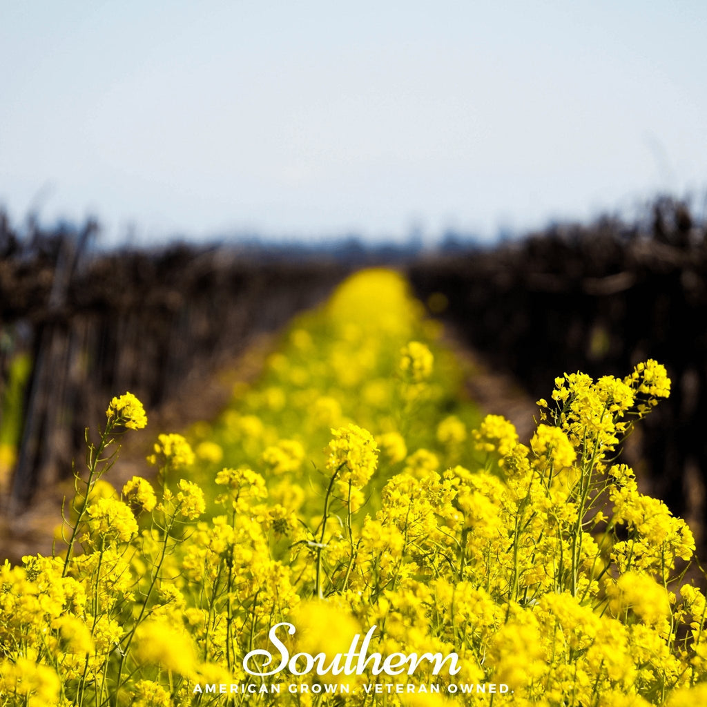 Yellow Mustard – 200 Seeds | | Wiccan Center