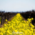 Yellow Mustard – 200 Seeds | | Wiccan Center