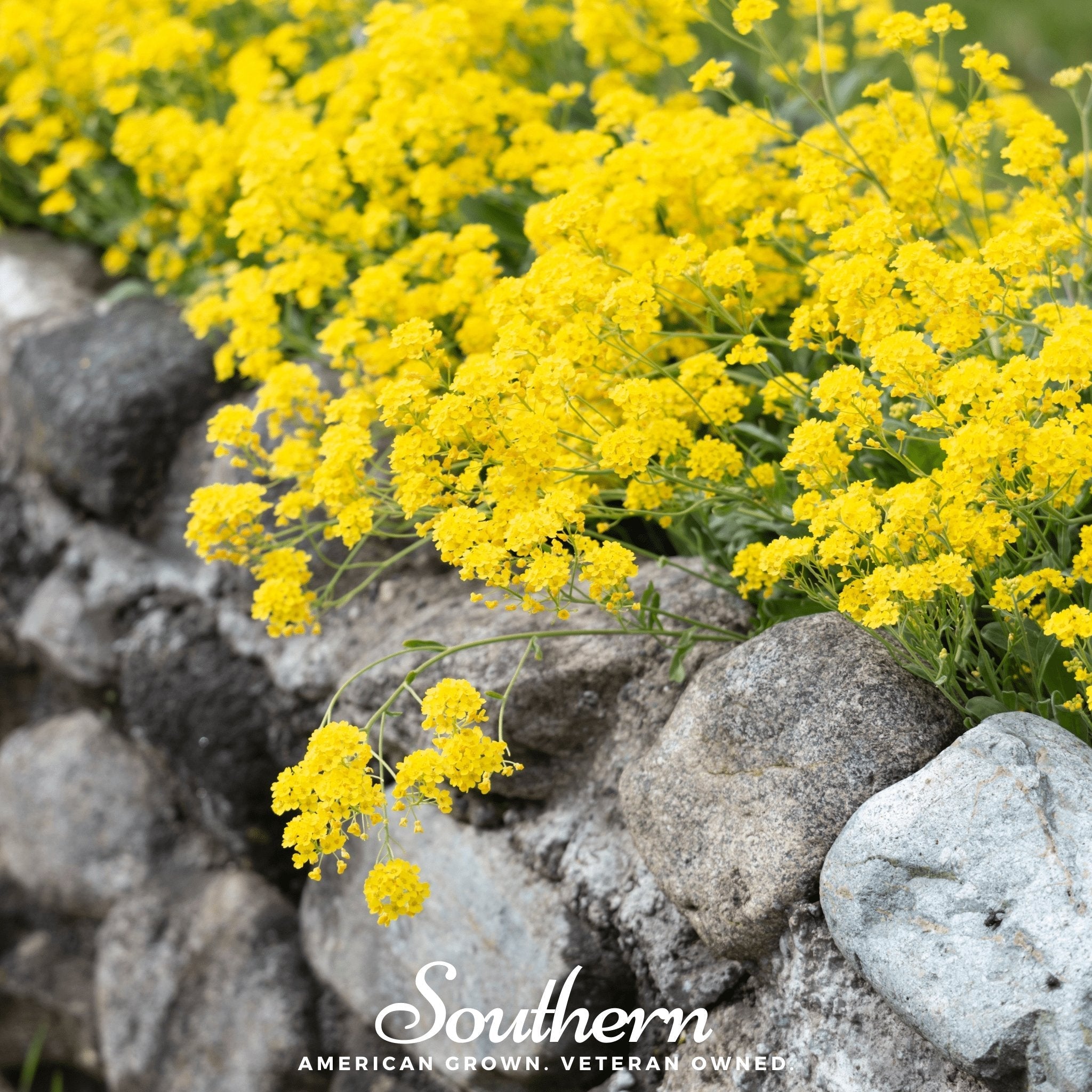 Yellow Mustard – 200 Seeds | | Wiccan Center