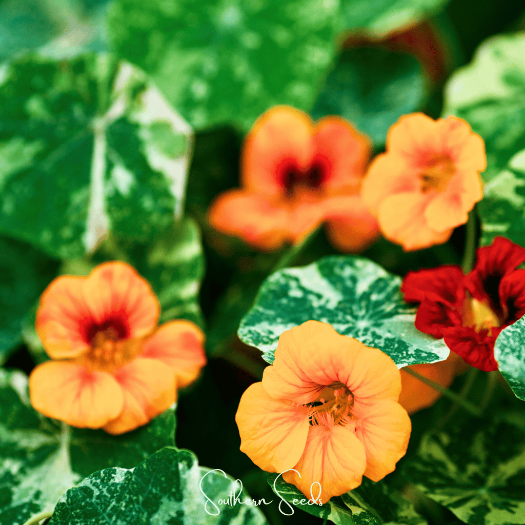 Alaska Mix Nasturtium – 25 Seeds | Seeds | Wiccan Center