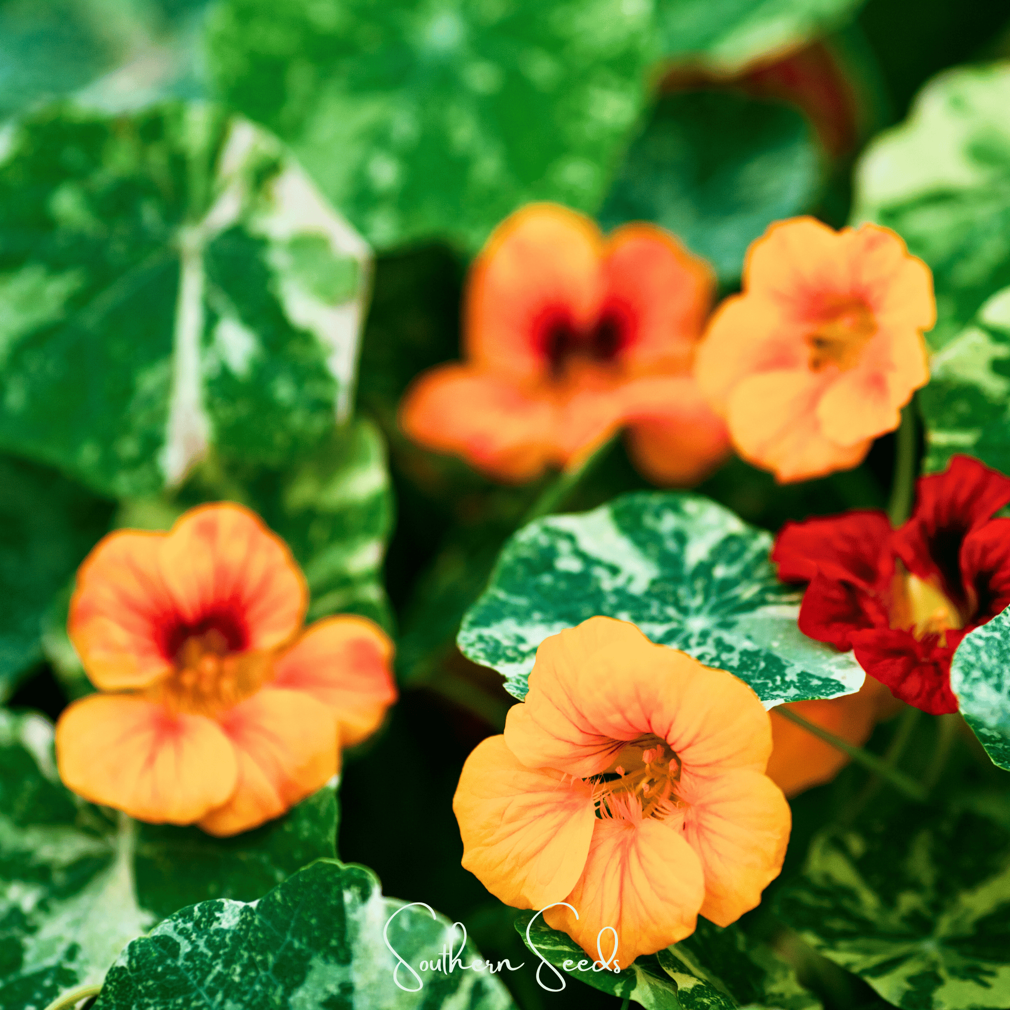 Alaska Mix Nasturtium – 25 Seeds | Seeds | Wiccan Center