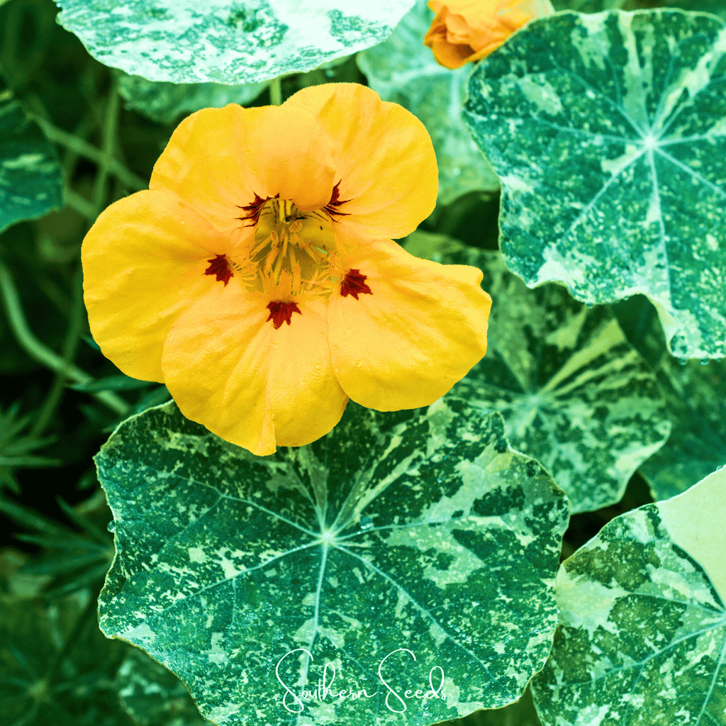 Alaska Mix Nasturtium – 25 Seeds | Seeds | Wiccan Center
