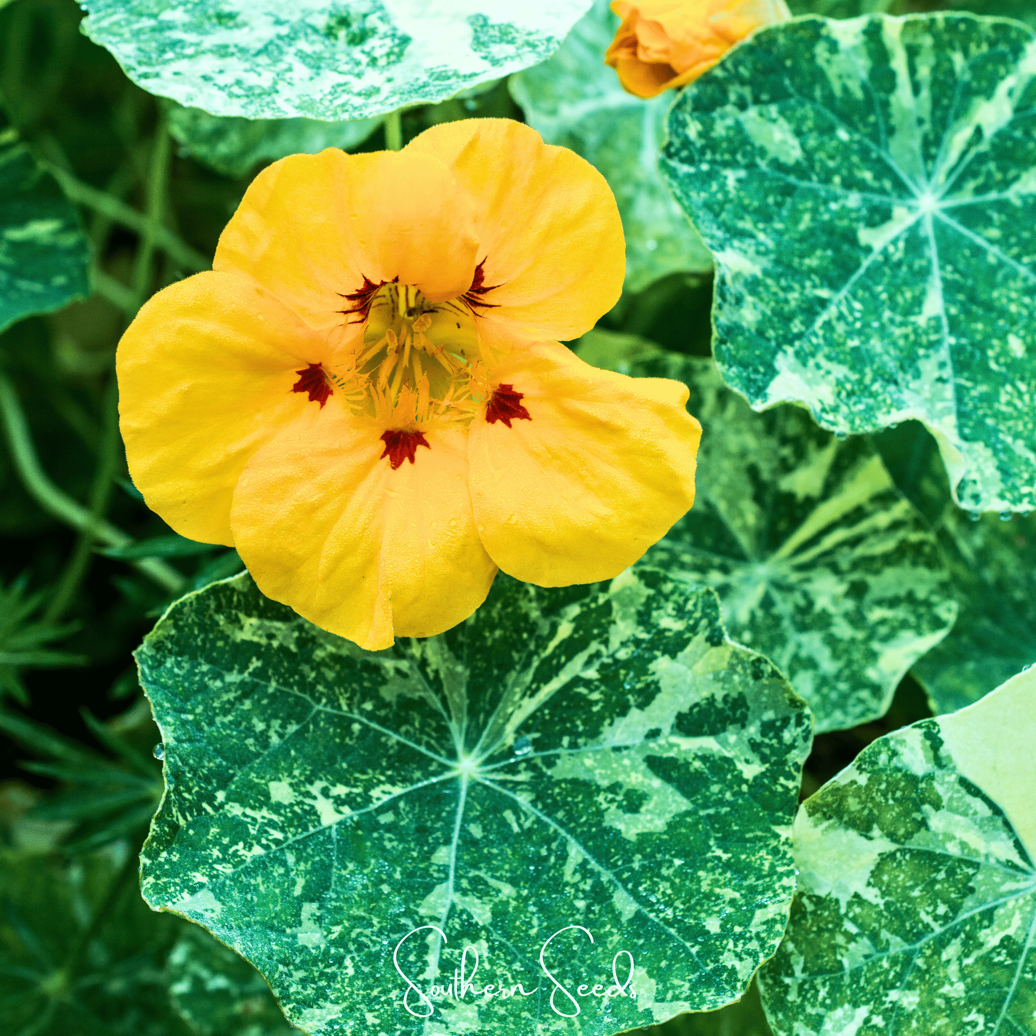 Alaska Mix Nasturtium – 25 Seeds | Seeds | Wiccan Center