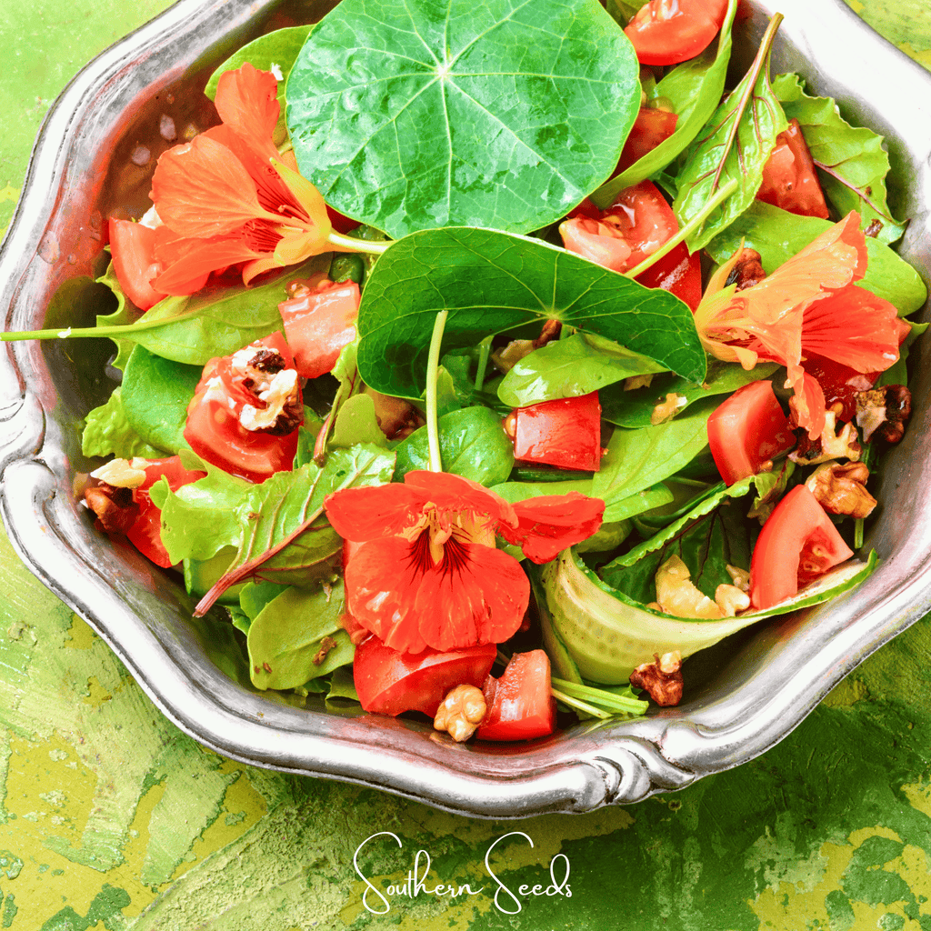 Alaska Mix Nasturtium – 25 Seeds | Seeds | Wiccan Center