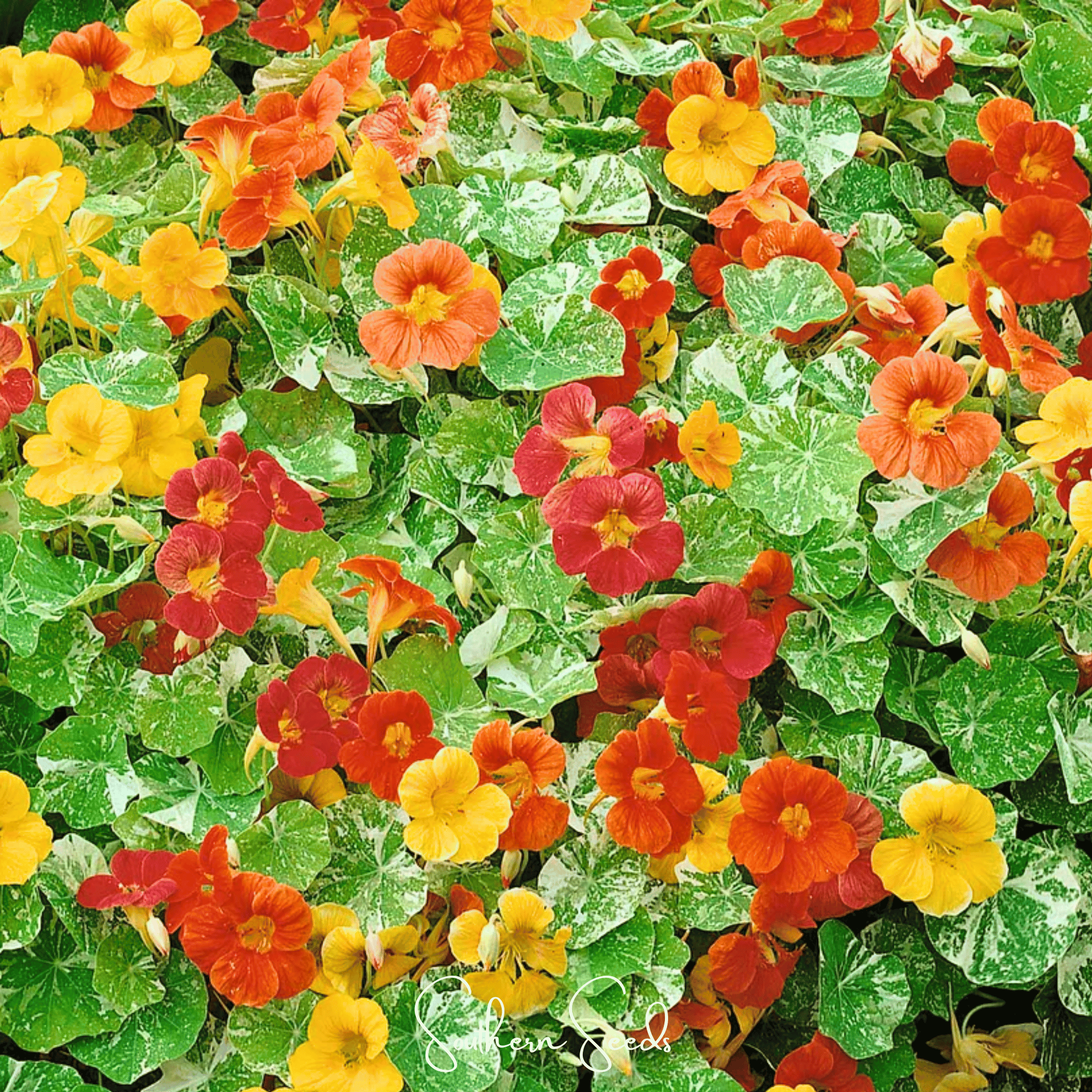 Alaska Mix Nasturtium – 25 Seeds | Seeds | Wiccan Center