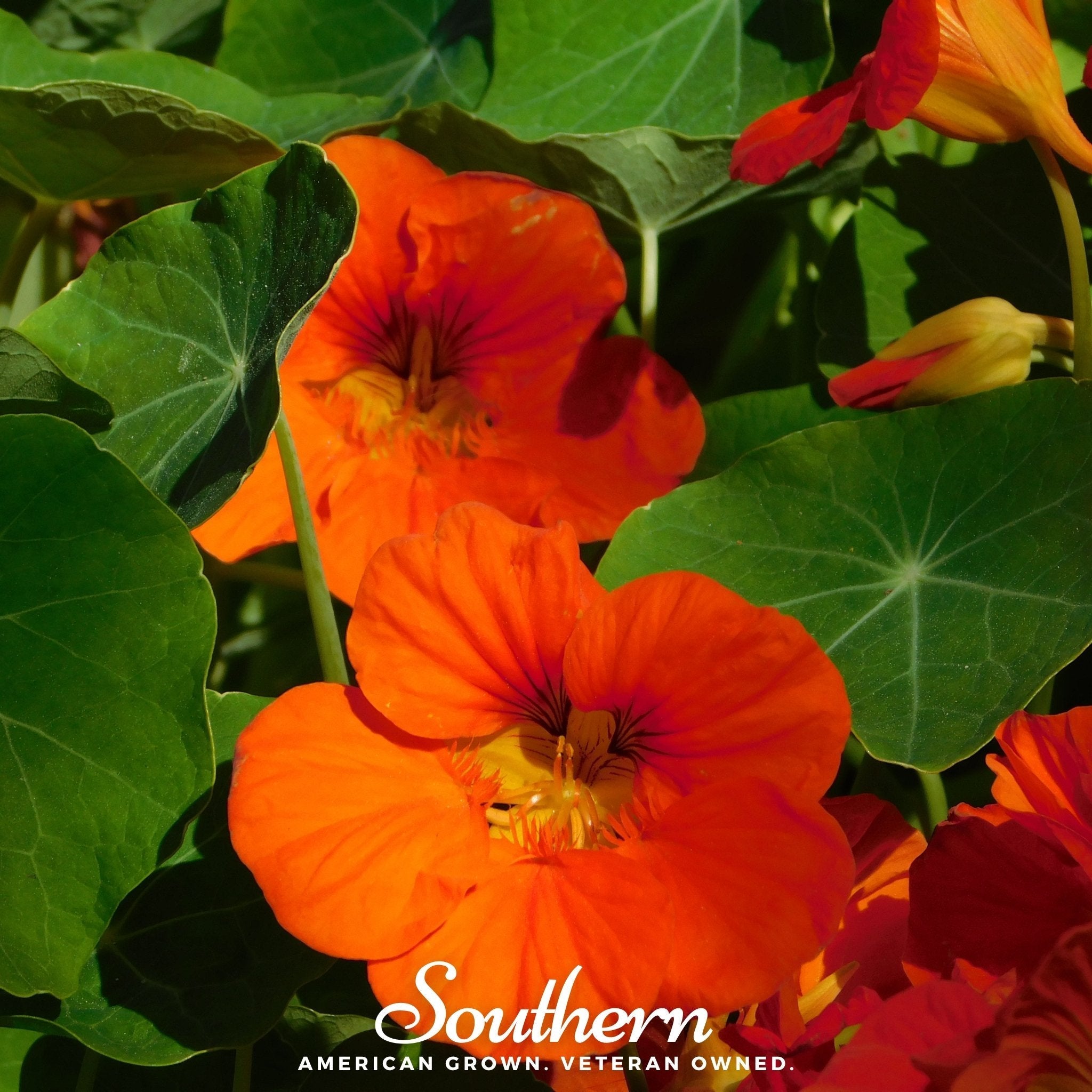 Empress of India Nasturtium – 25 Seeds | | Wiccan Center