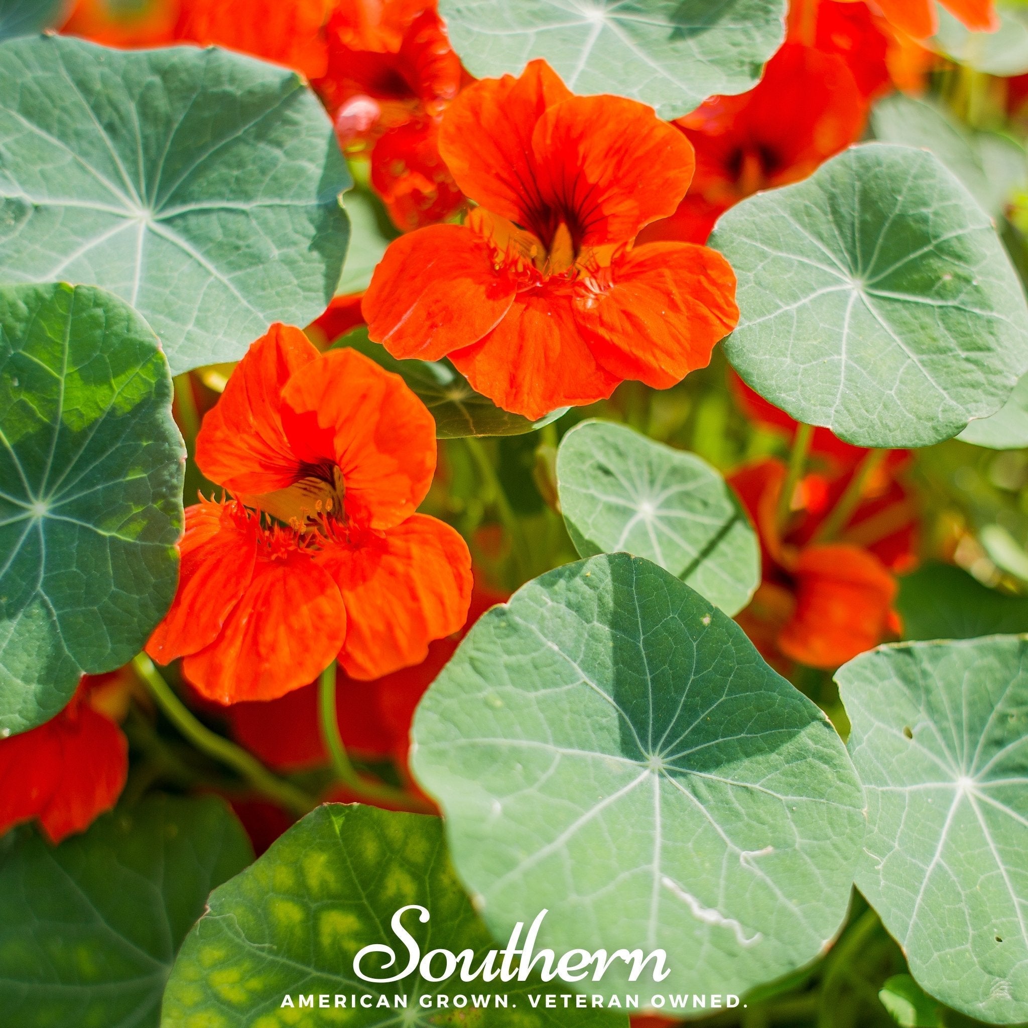 Empress of India Nasturtium – 25 Seeds | | Wiccan Center