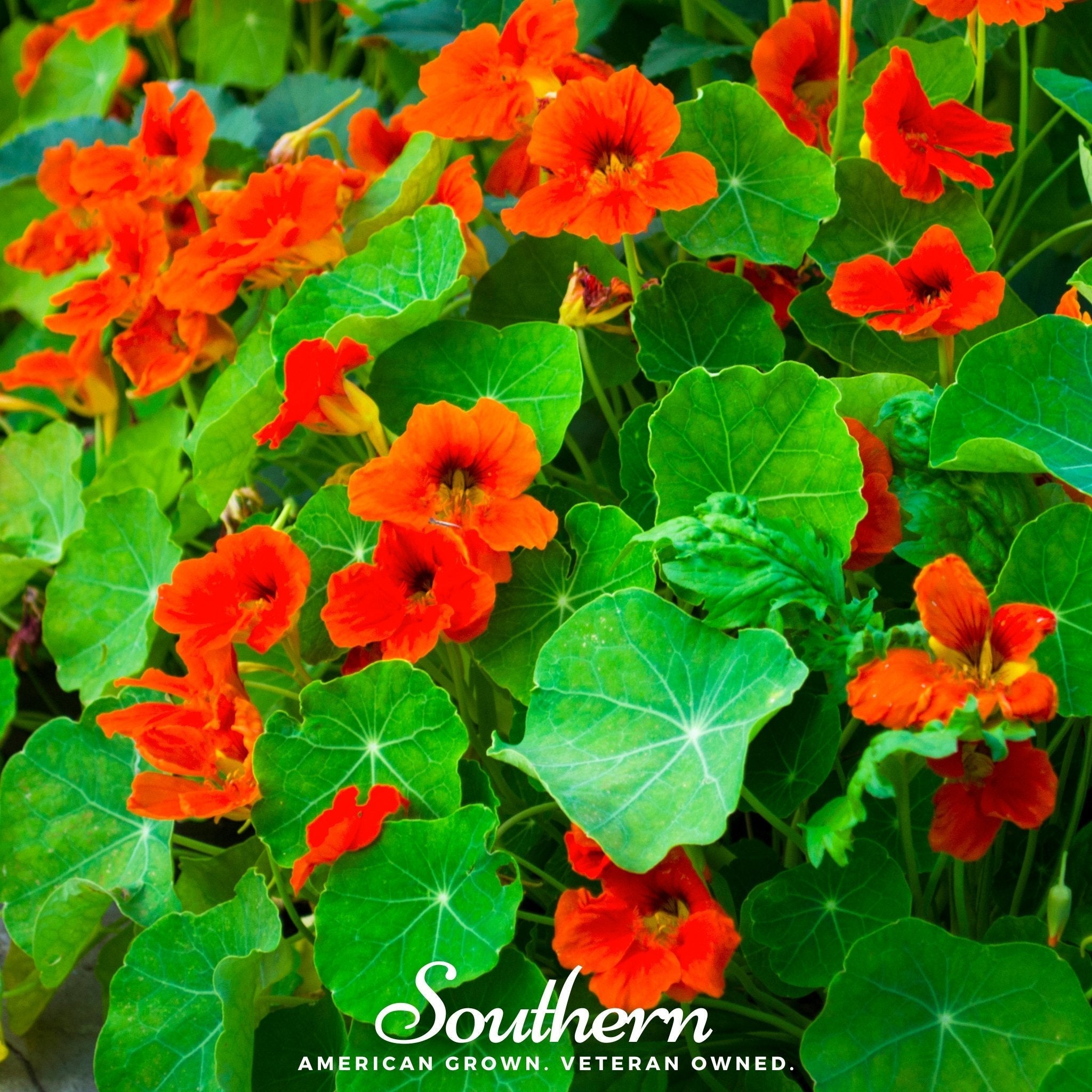 Empress of India Nasturtium – 25 Seeds | | Wiccan Center