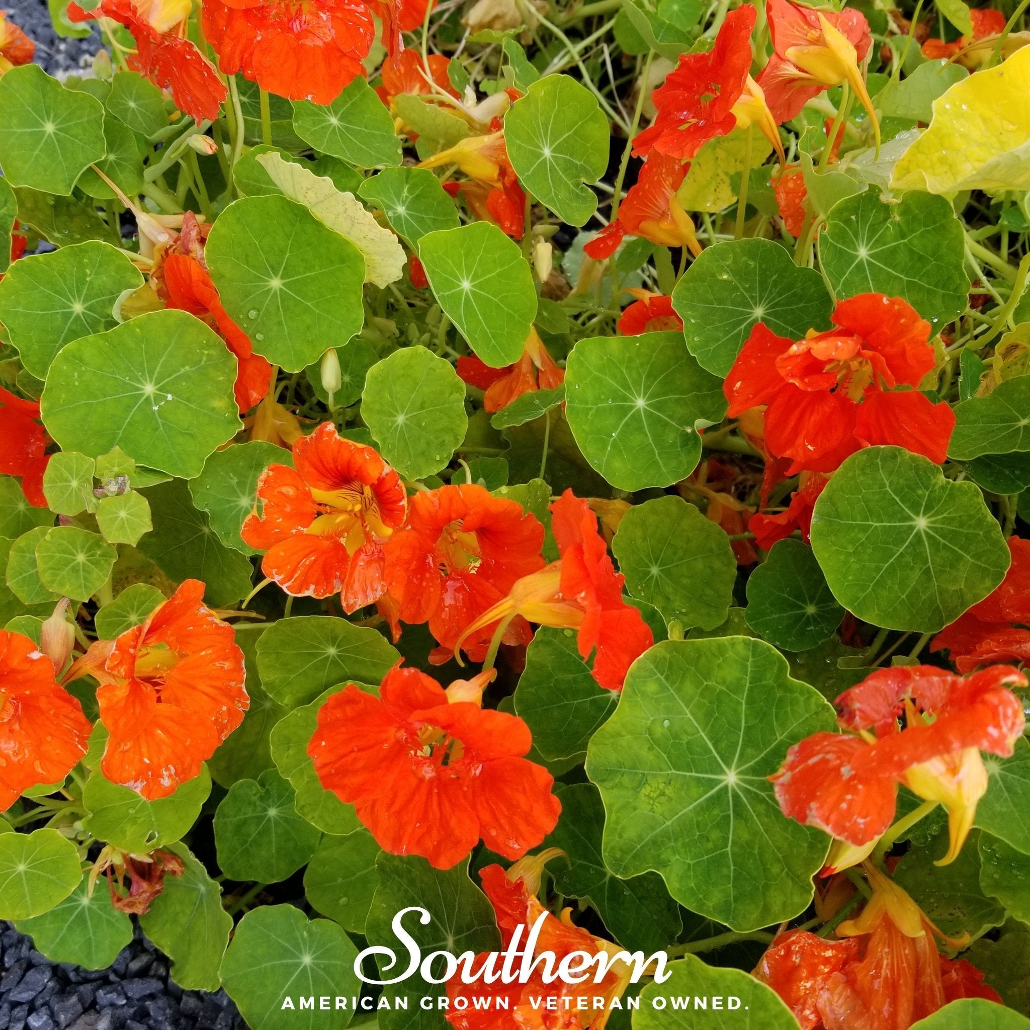 Empress of India Nasturtium – 25 Seeds | | Wiccan Center