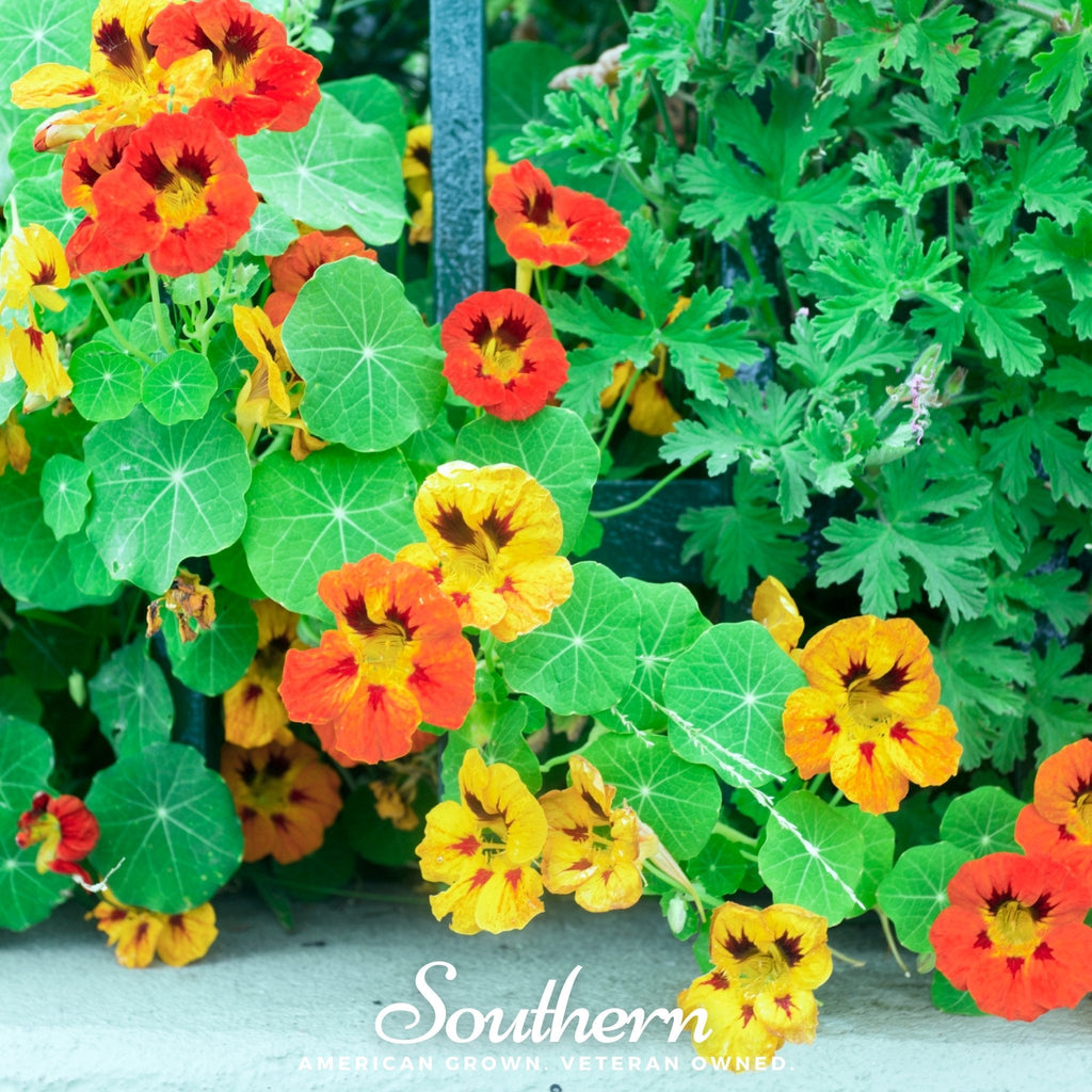 Jewel Nasturtium Mix – 25 Seeds | | Wiccan Center