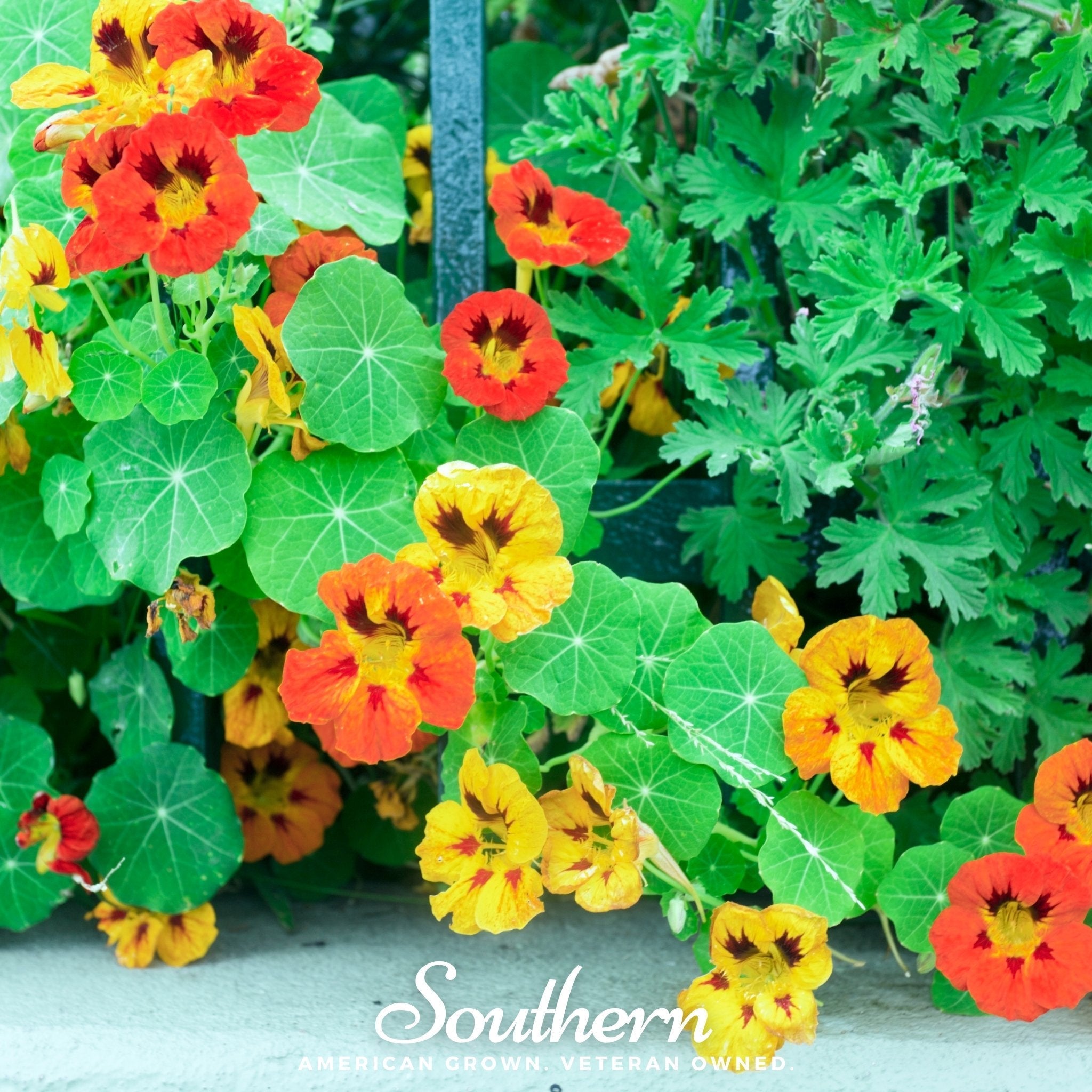 Jewel Nasturtium Mix – 25 Seeds | | Wiccan Center