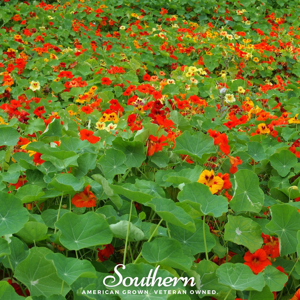Jewel Nasturtium Mix – 25 Seeds | | Wiccan Center