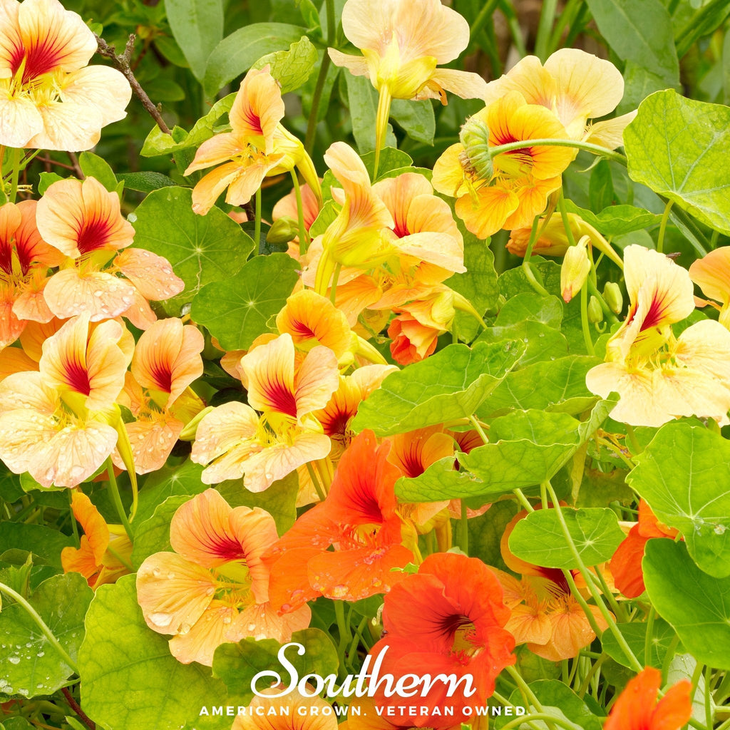 Jewel Nasturtium Mix – 25 Seeds | | Wiccan Center